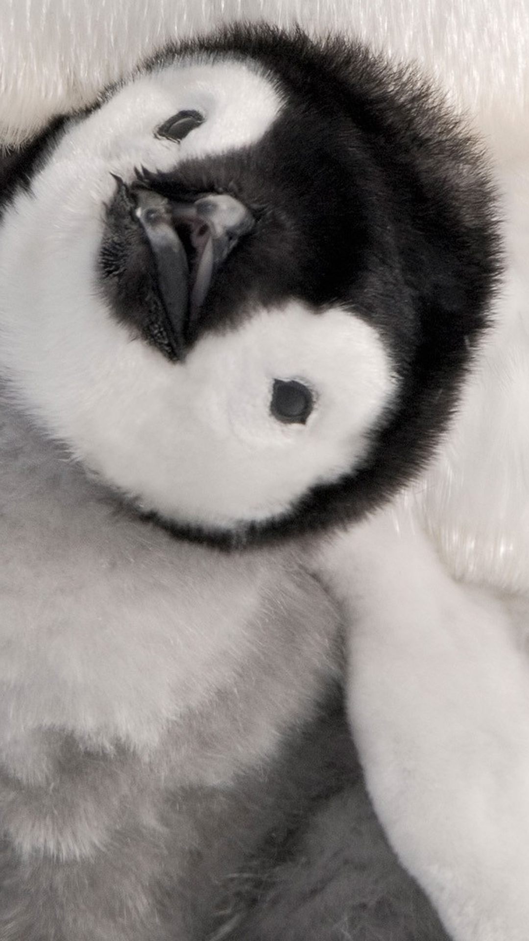 Cute Penguin Iphone Wallpapers