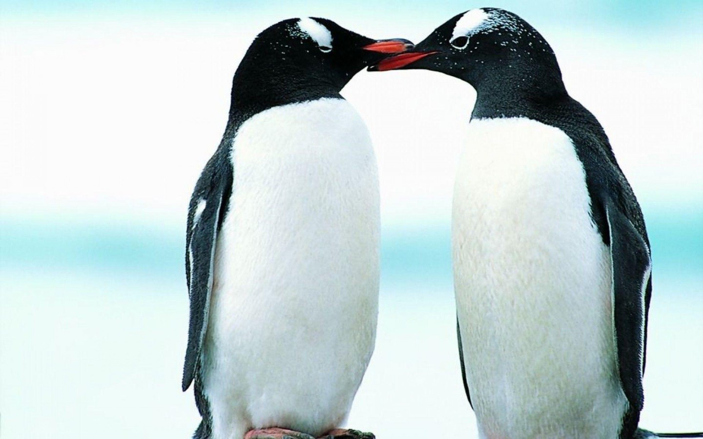 Cute Penguin Iphone Wallpapers