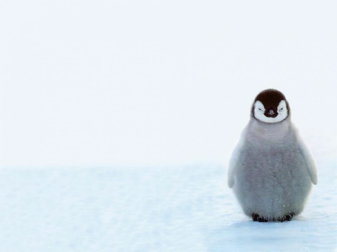 Cute Penguin Iphone Wallpapers