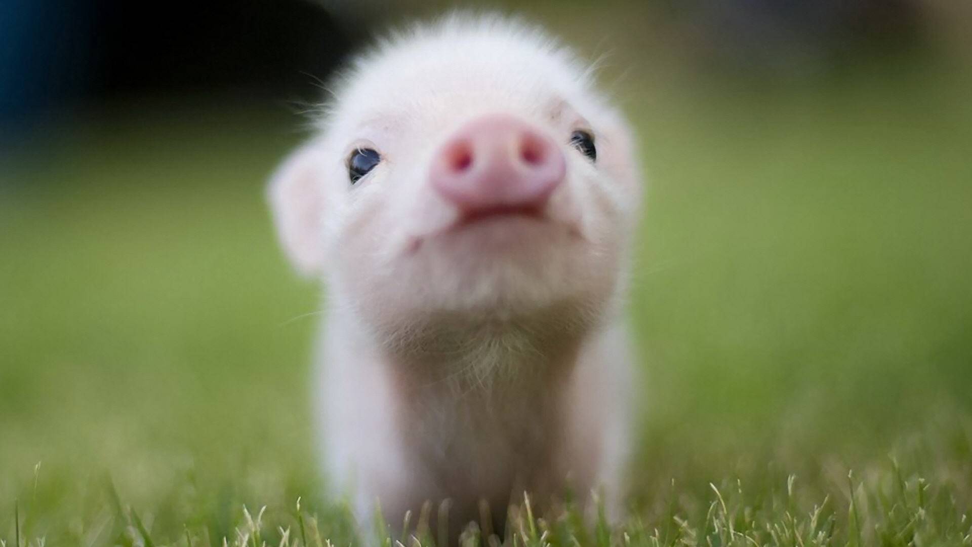 Cute Pig Background Samsung Galaxy