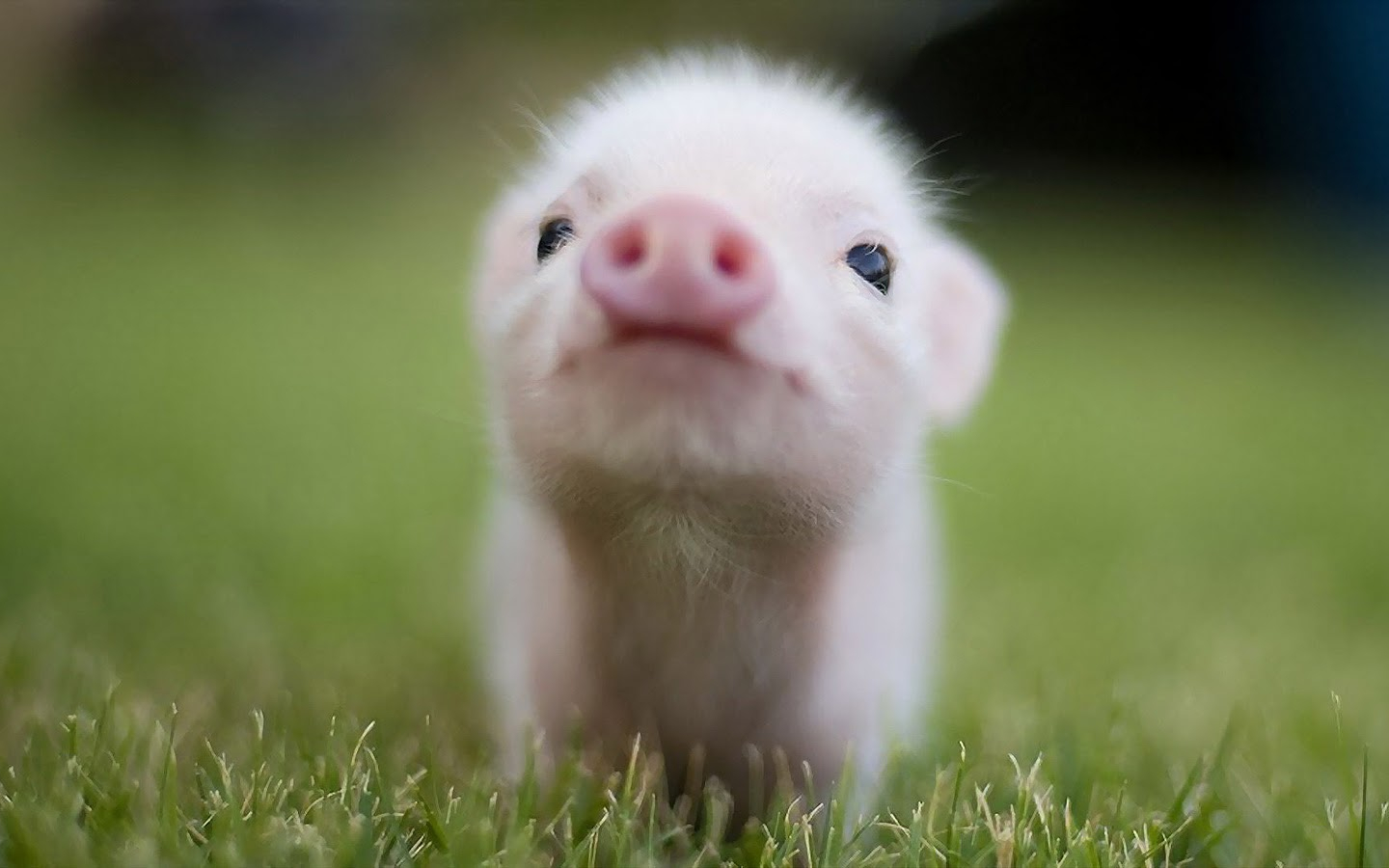 Cute Pig Background Samsung Galaxy