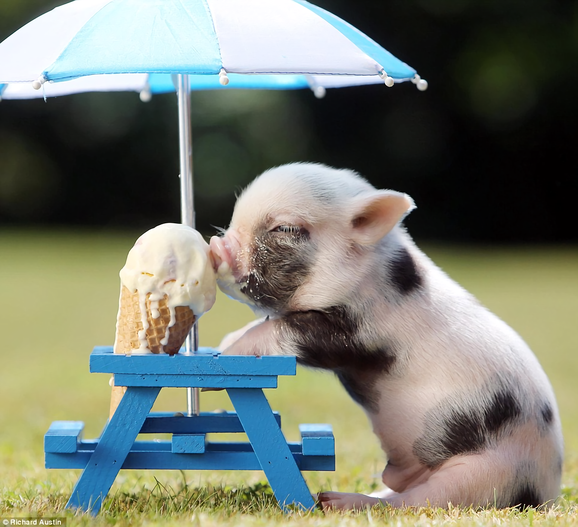 Cute Pig Wallpapers