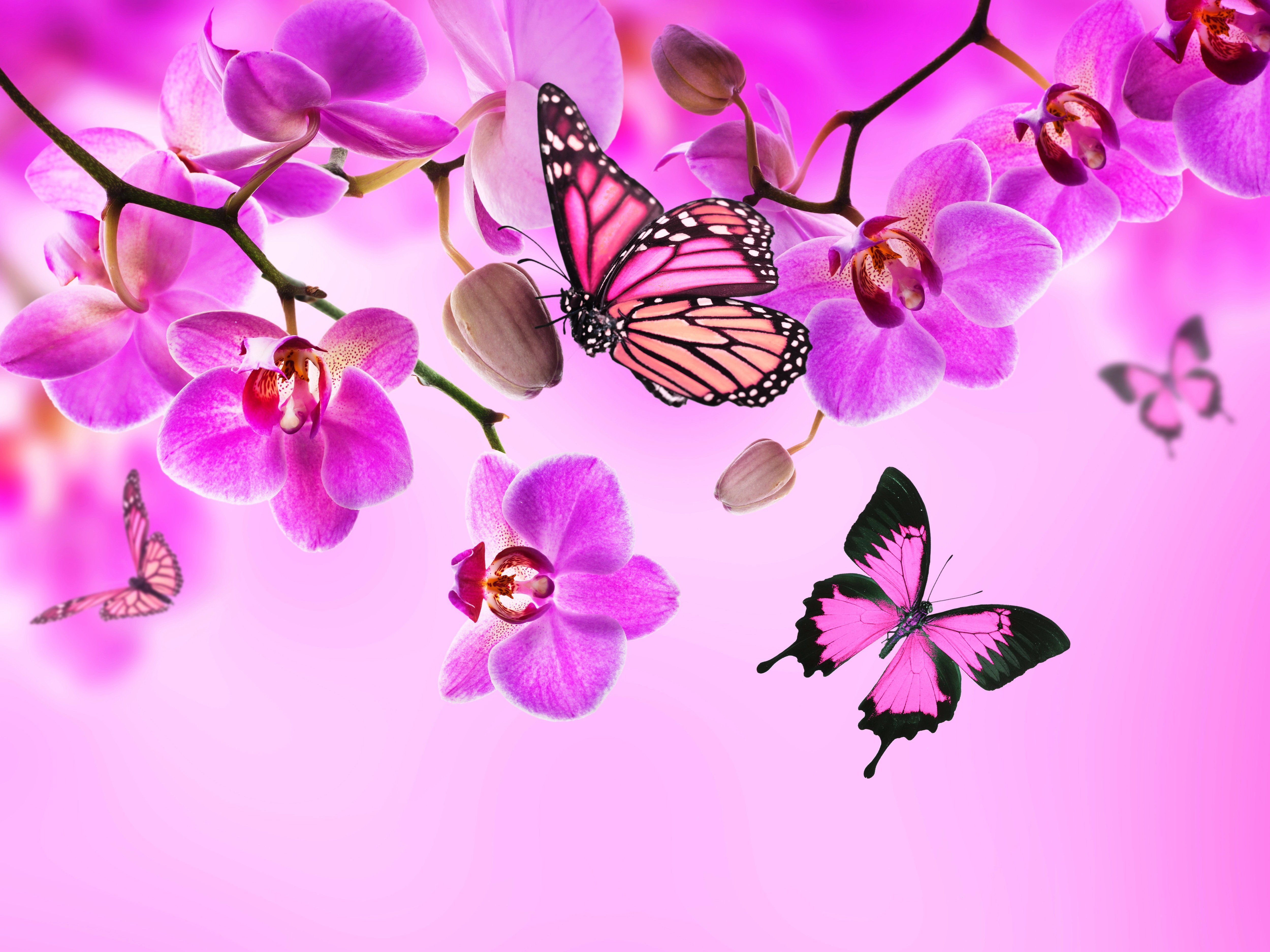 Cute Pink Butterfly Wallpapers