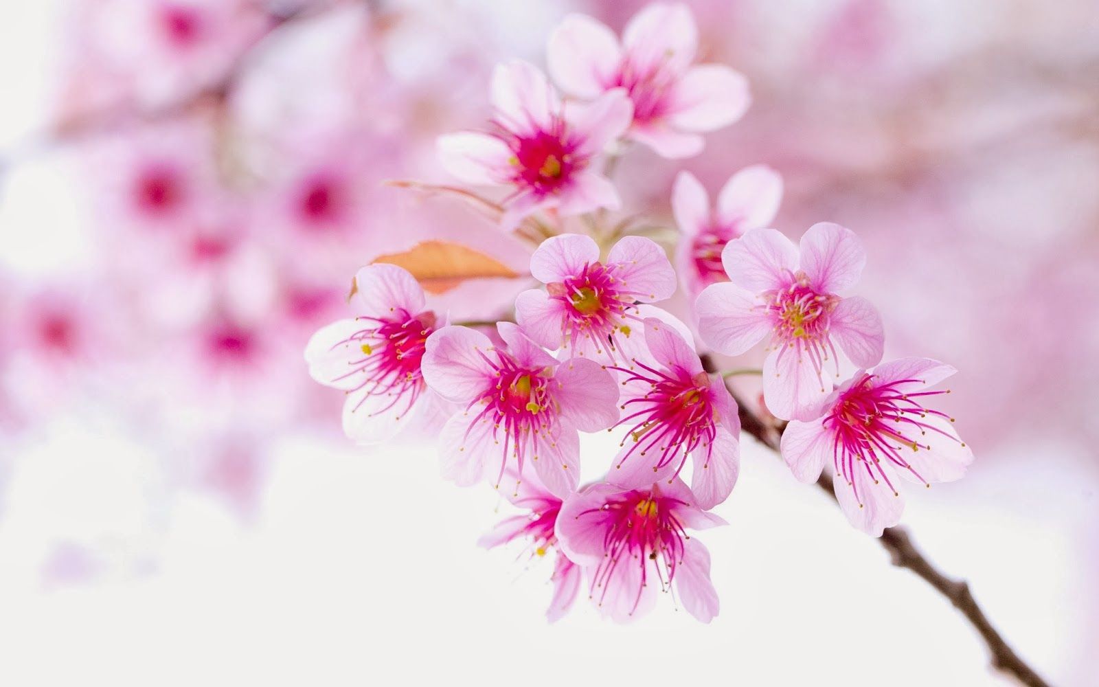 Cute Pink Flower Wallpapers