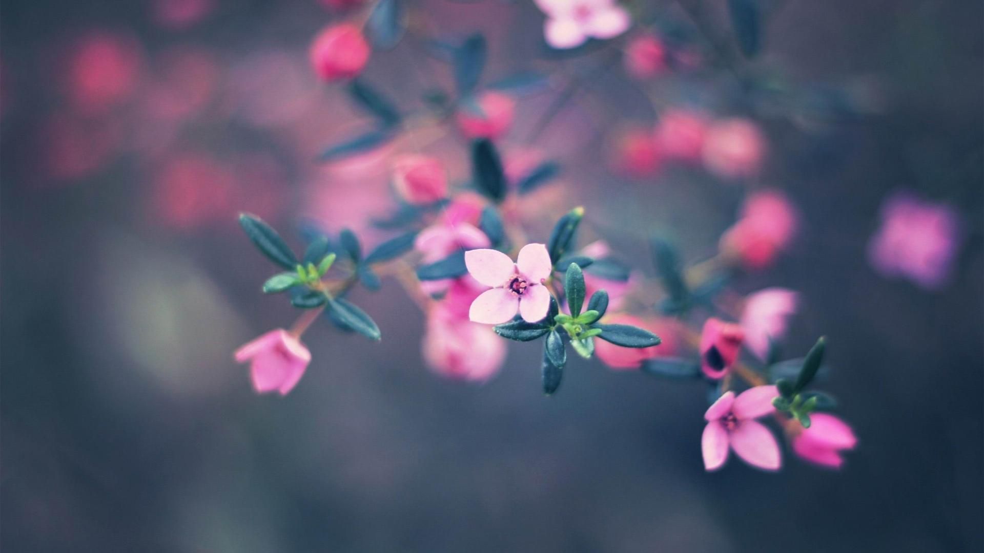 Cute Pink Flower Wallpapers Wallpapers