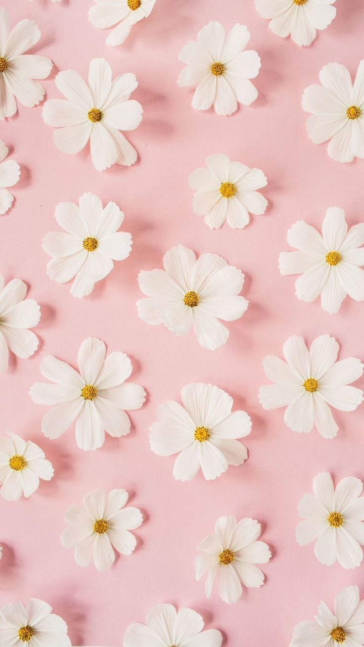 Cute Pink Flower Wallpapers Wallpapers