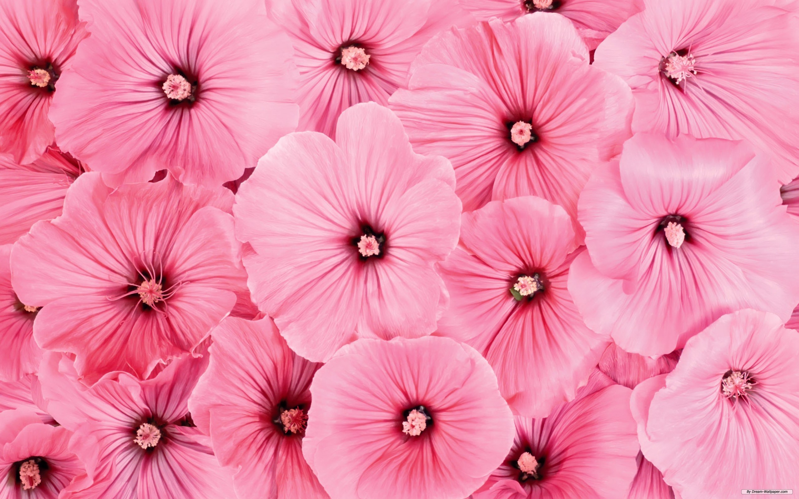 Cute Pink Flower Wallpapers Wallpapers