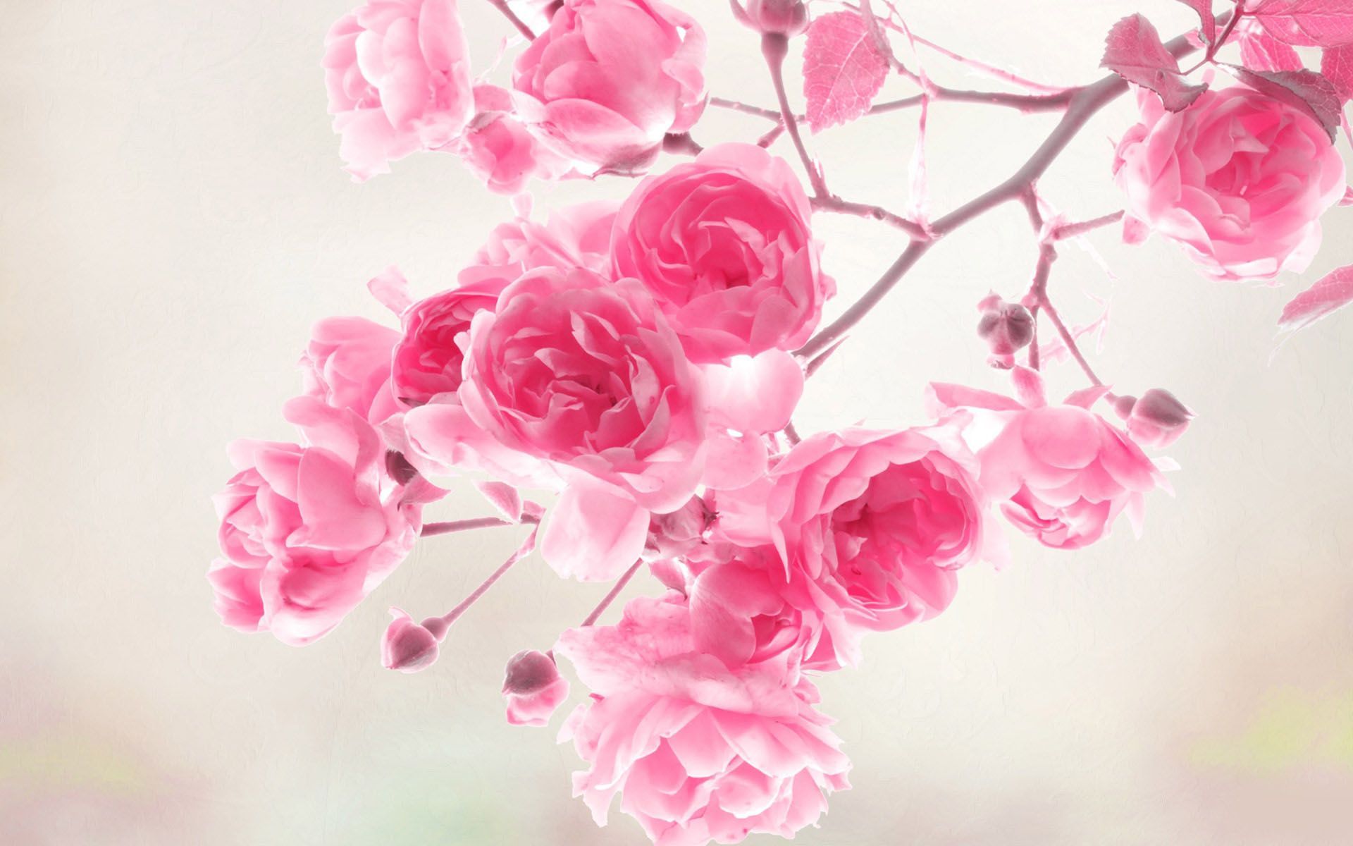 Cute Pink Flower Wallpapers Wallpapers