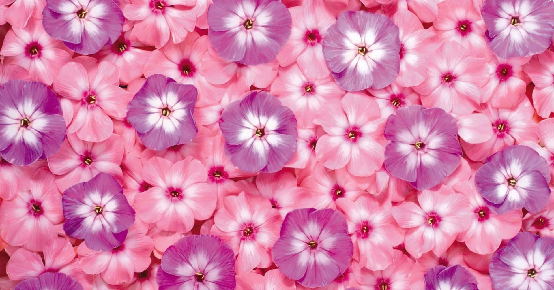 Cute Pink Flower Wallpapers Wallpapers