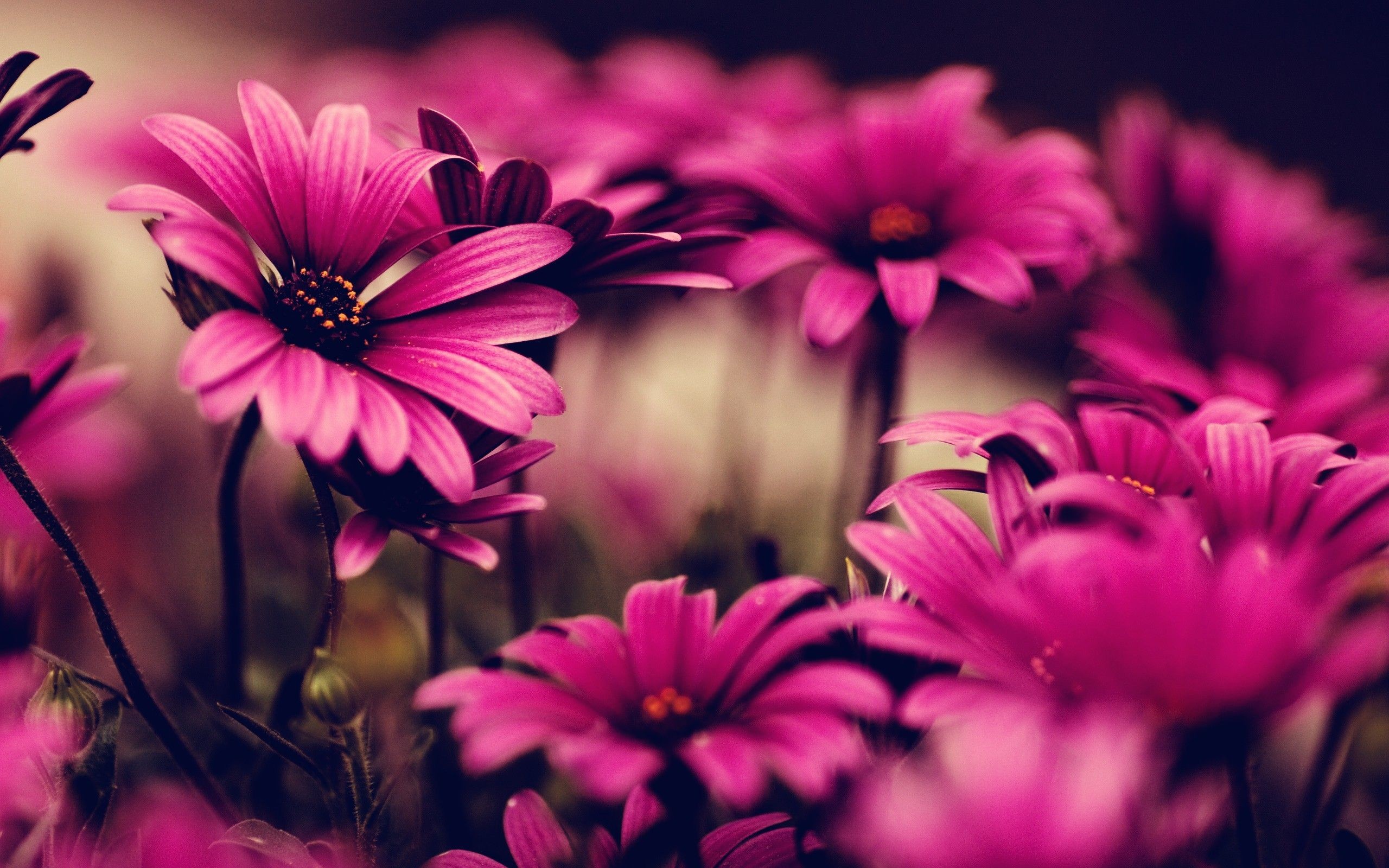 Cute Pink Flower Wallpapers Wallpapers