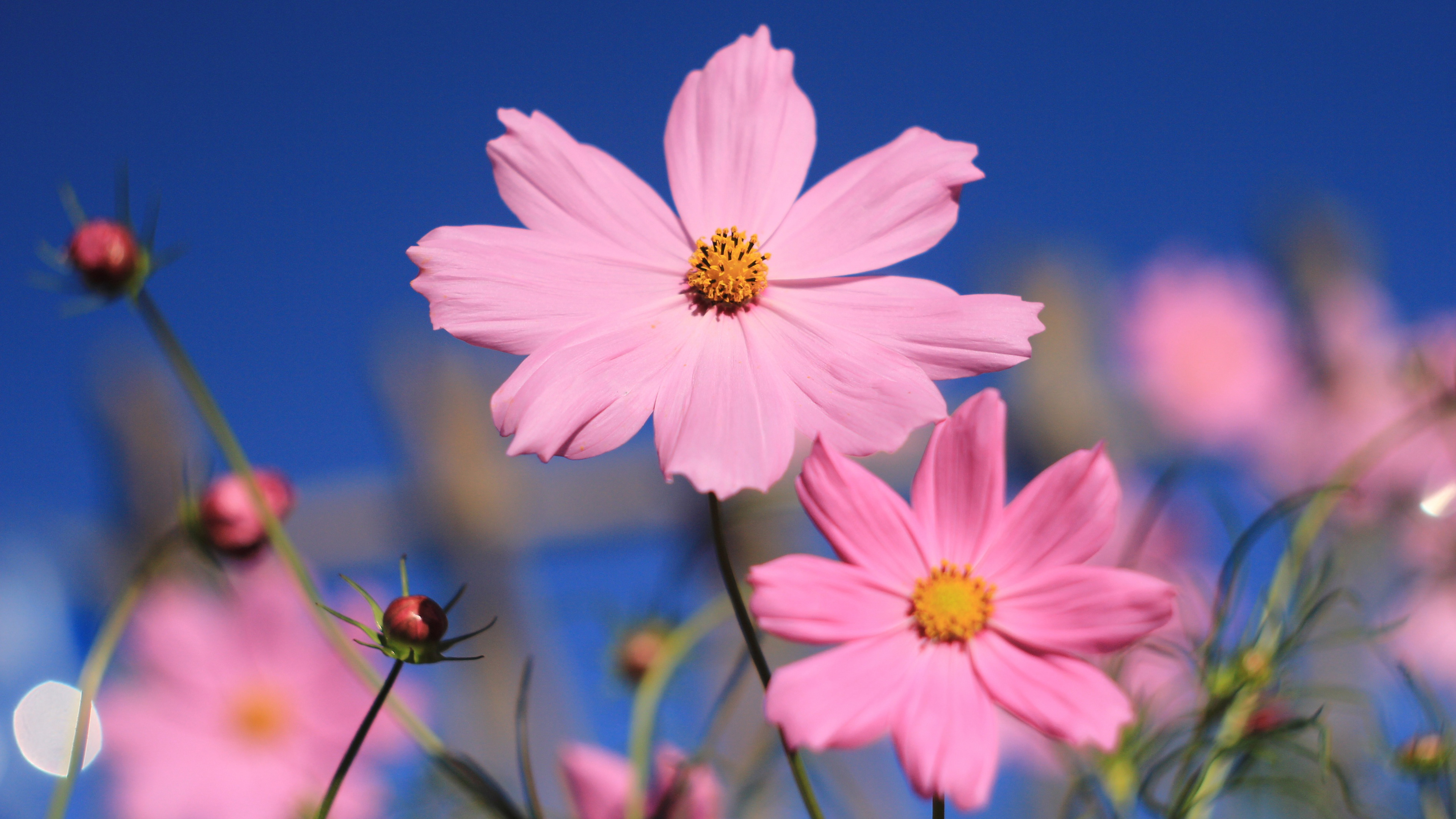 Cute Pink Flower Wallpapers Wallpapers