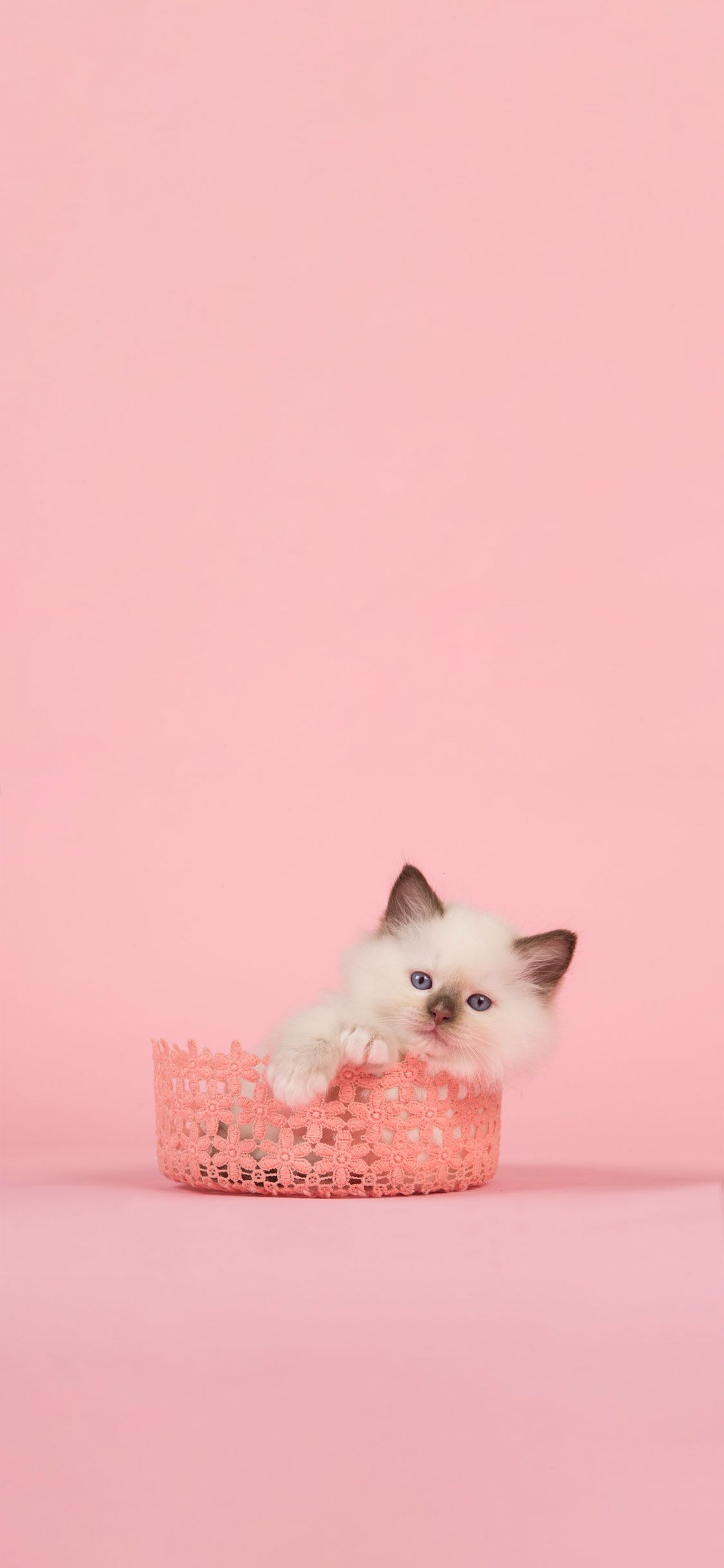 Cute Pink Kittens Wallpapers Wallpapers