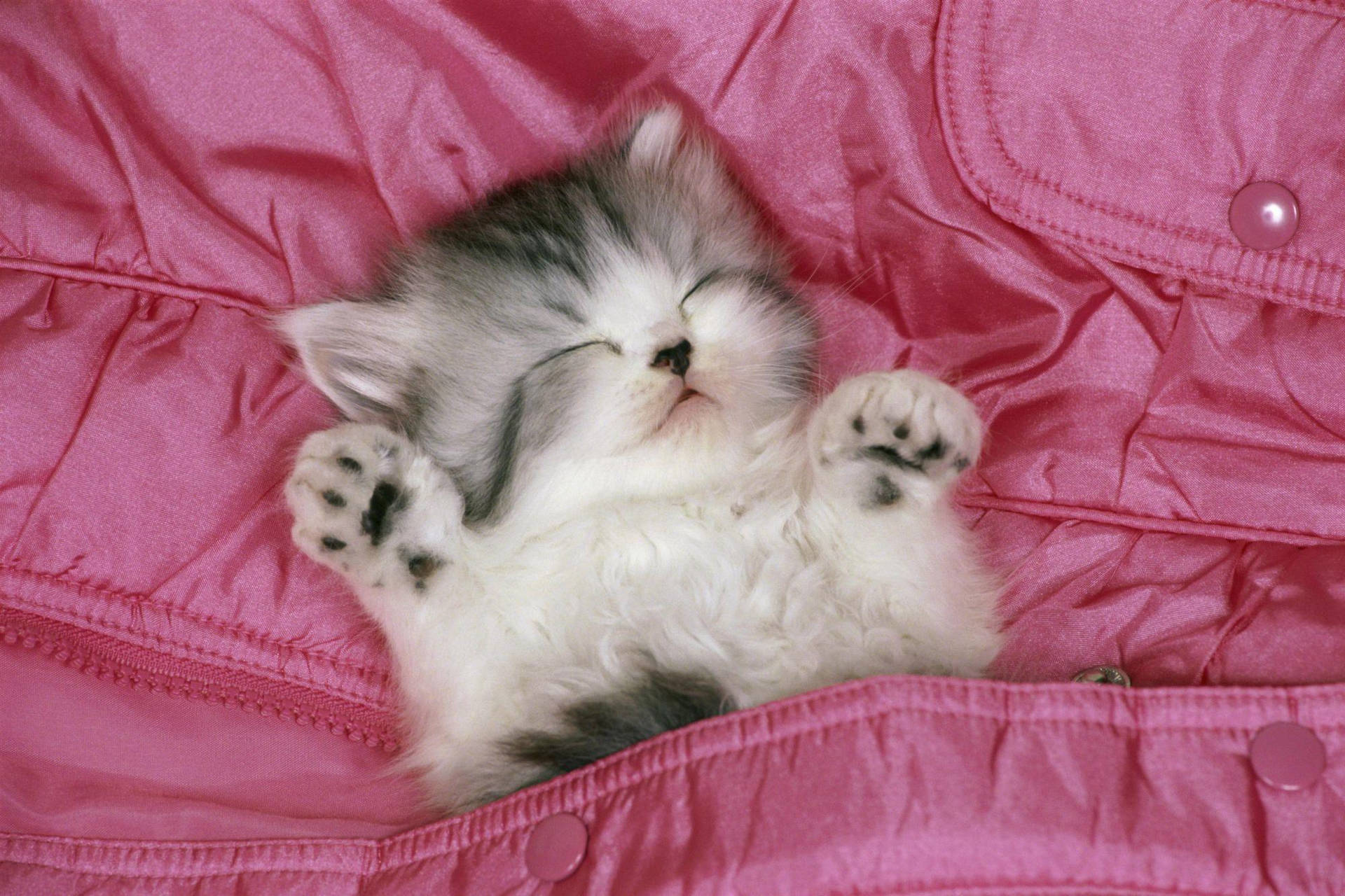 Cute Pink Kittens Wallpapers Wallpapers