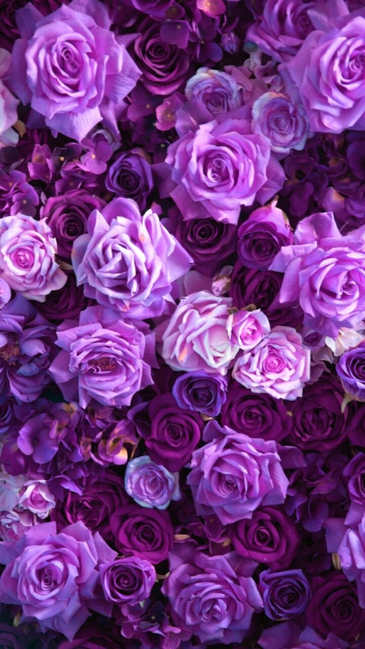 Cute Pink Purple Wallpapers