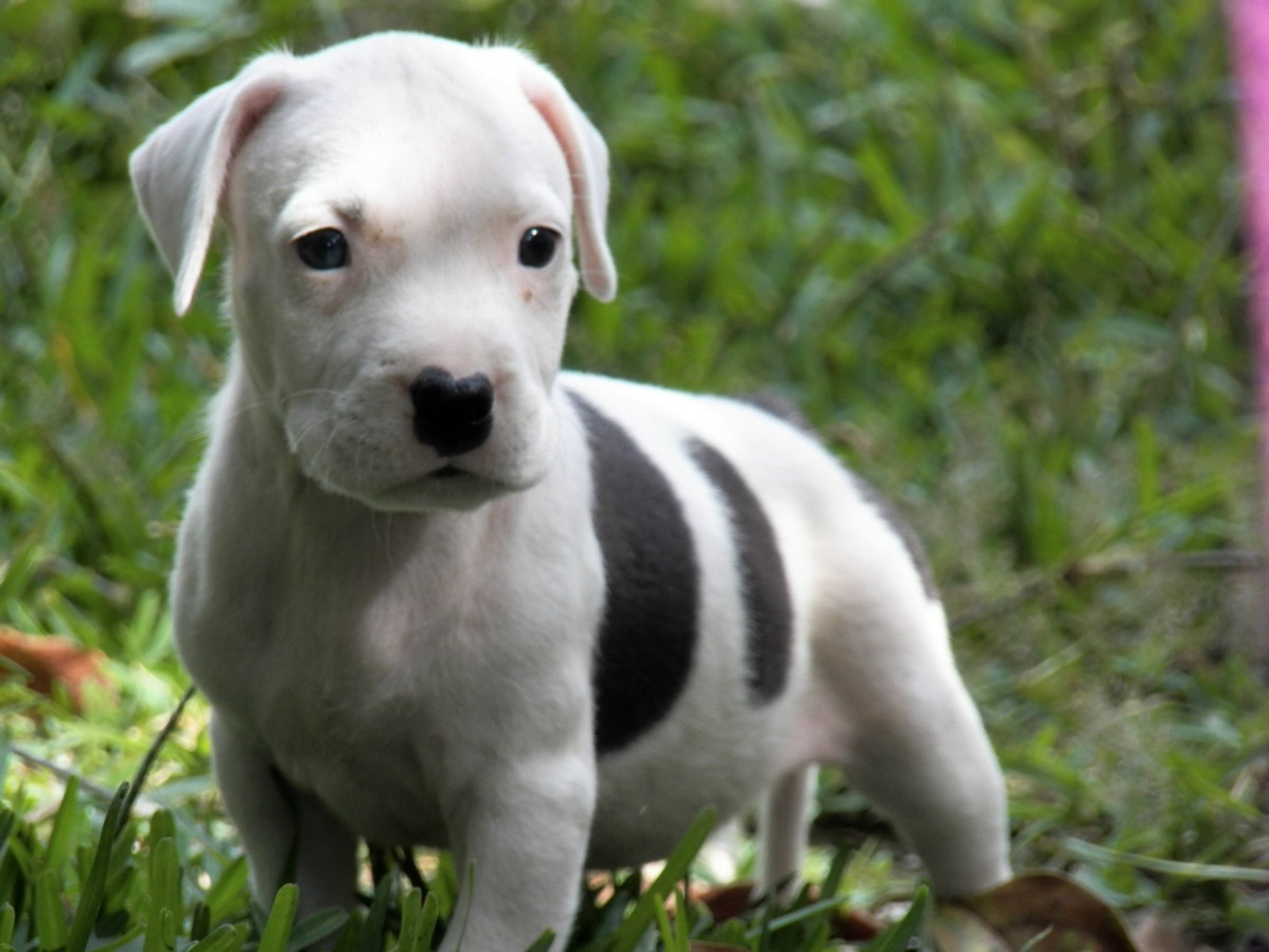 Cute Pitbull Puppies Wallpapers Wallpapers