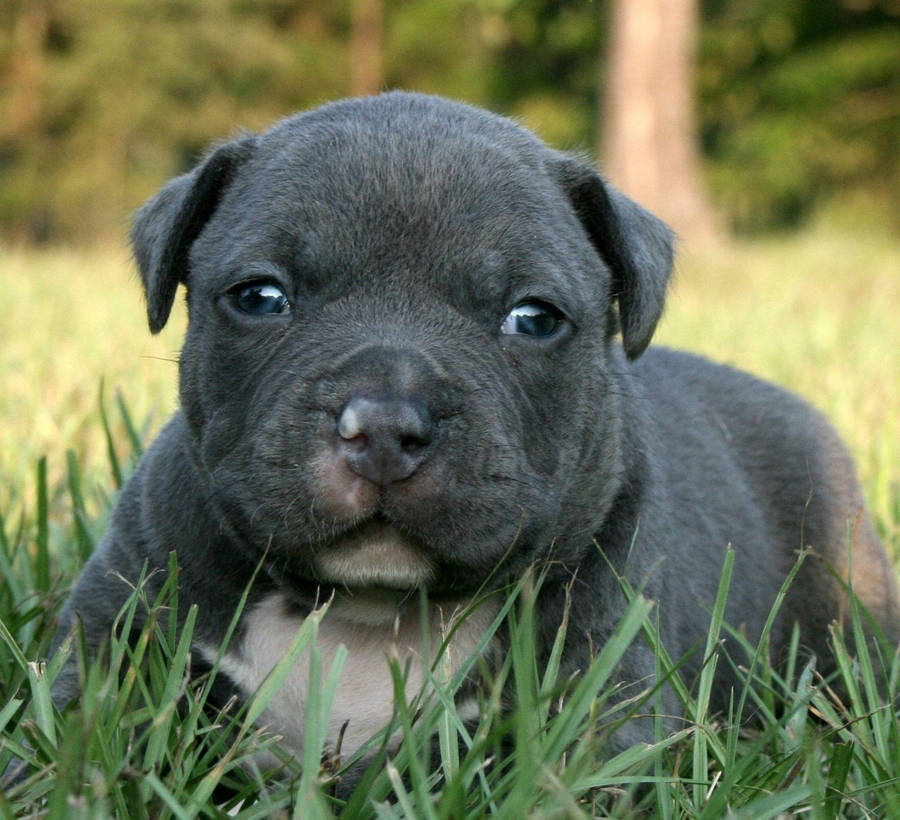 Cute Pitbull Puppies Wallpapers Wallpapers