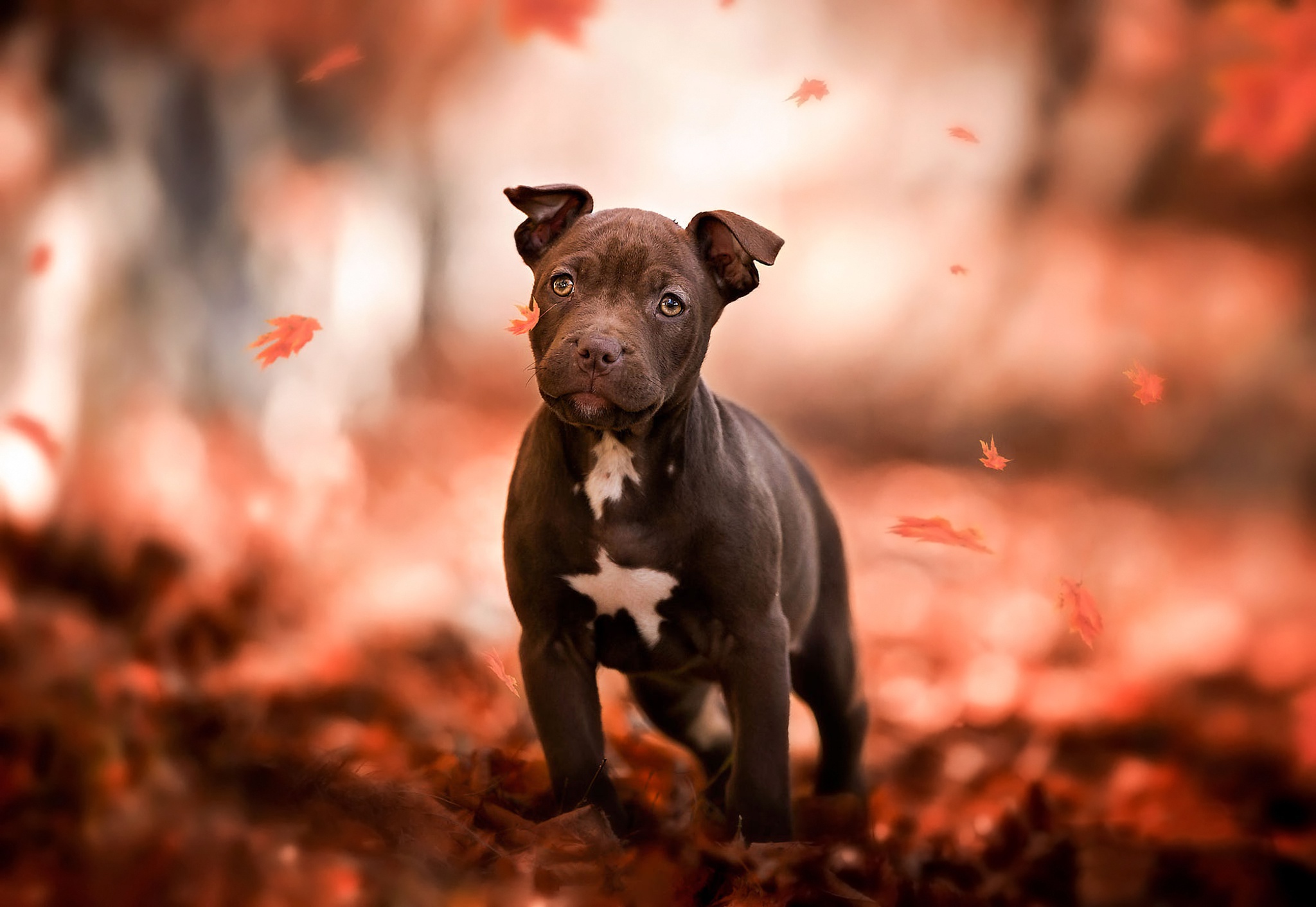 Cute Pitbull Wallpapers