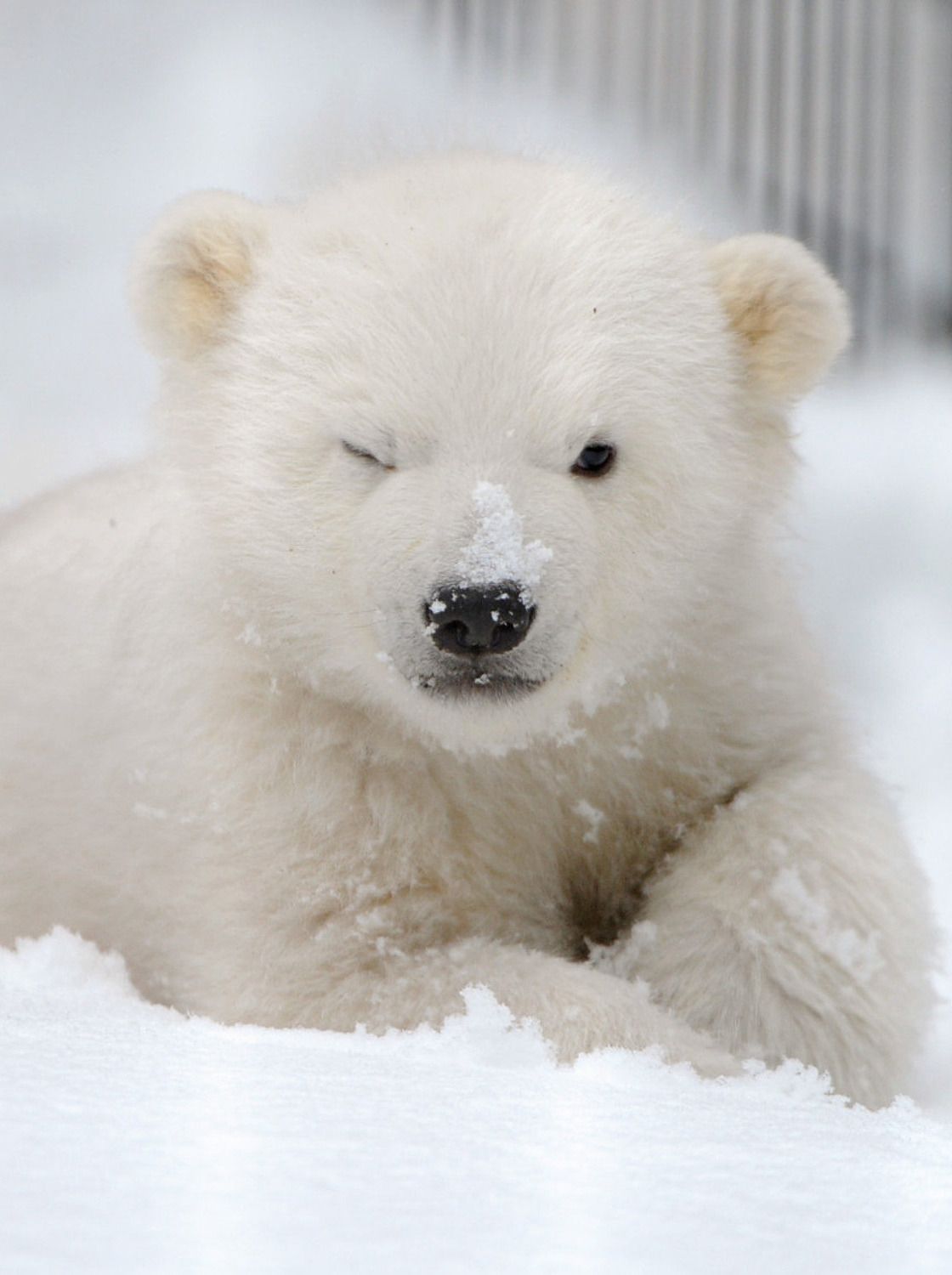 Cute Polar Bear Wallpapers