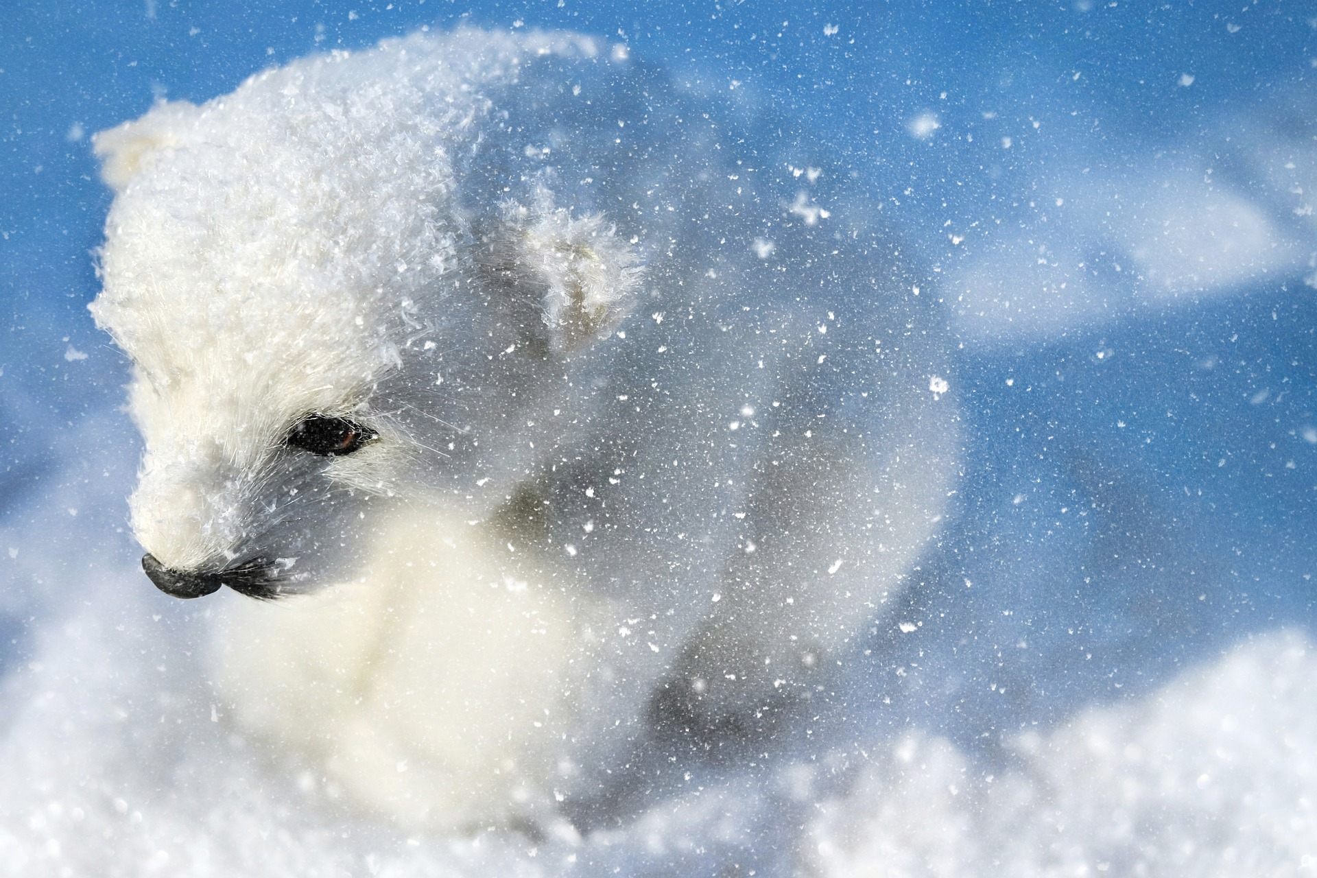 Cute Polar Bear Wallpapers