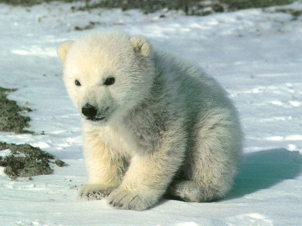 Cute Polar Bear Wallpapers