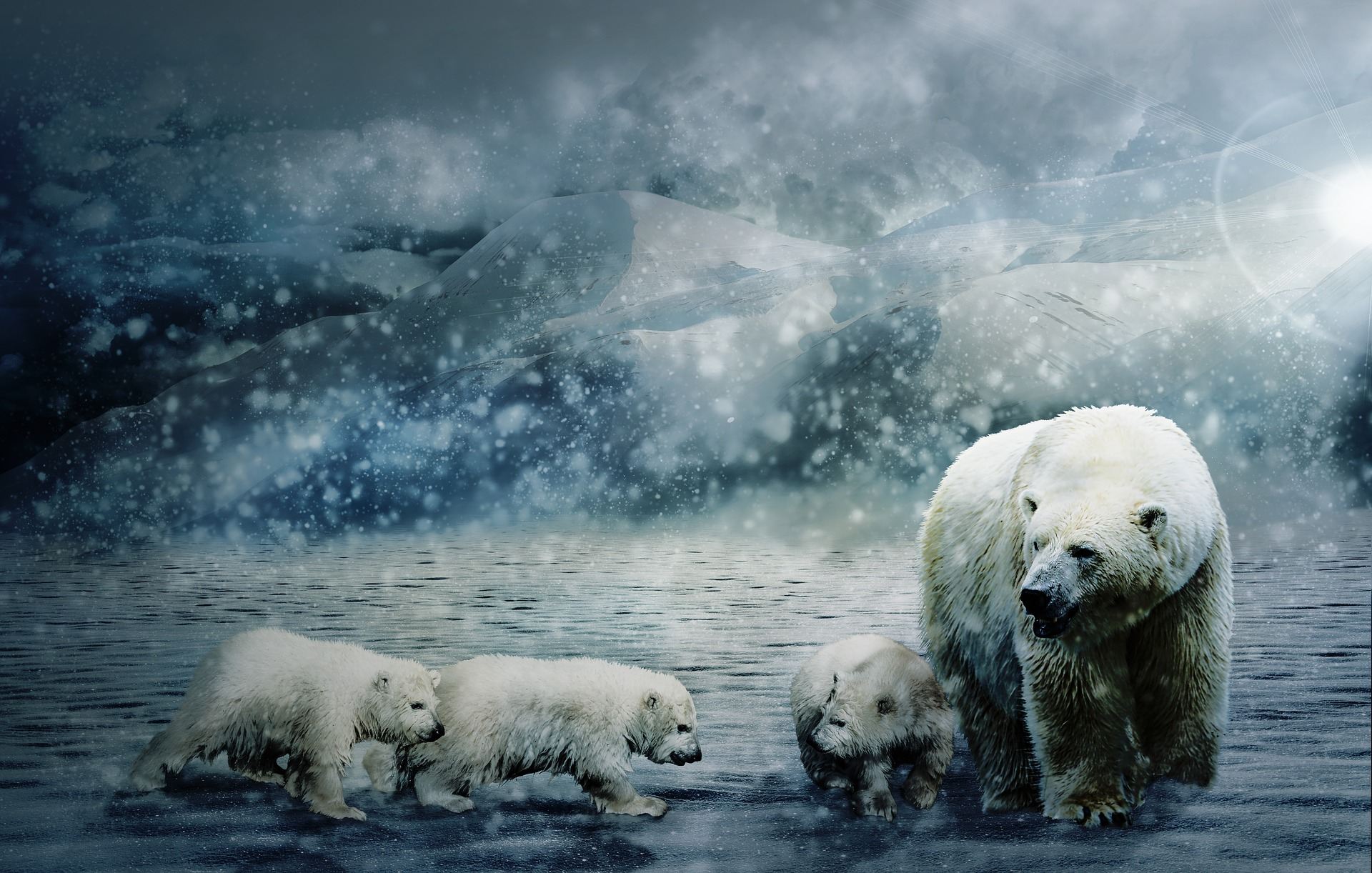 Cute Polar Bear Wallpapers