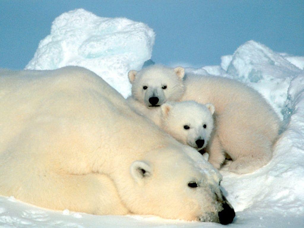 Cute Polar Bear Wallpapers