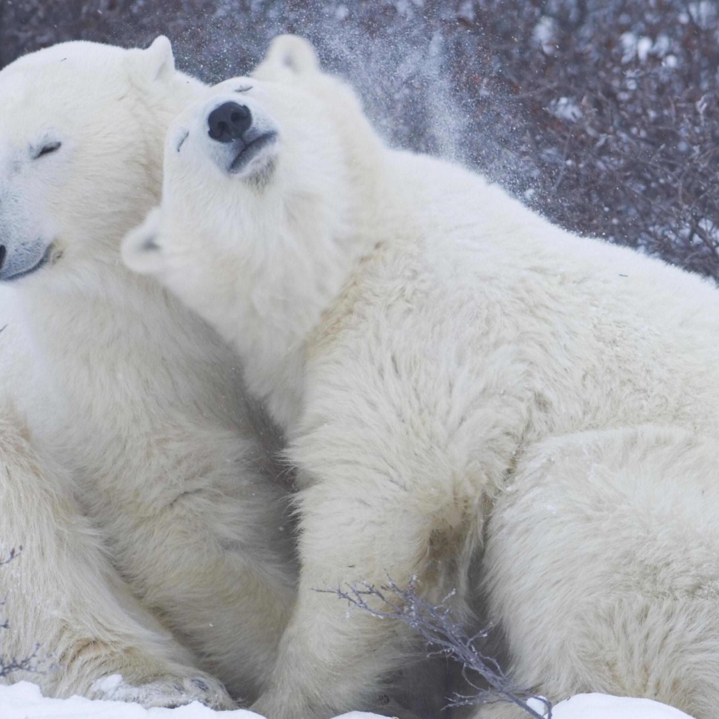 Cute Polar Bear Wallpapers