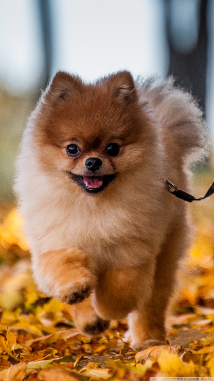 Cute Pomeranian Wallpapers