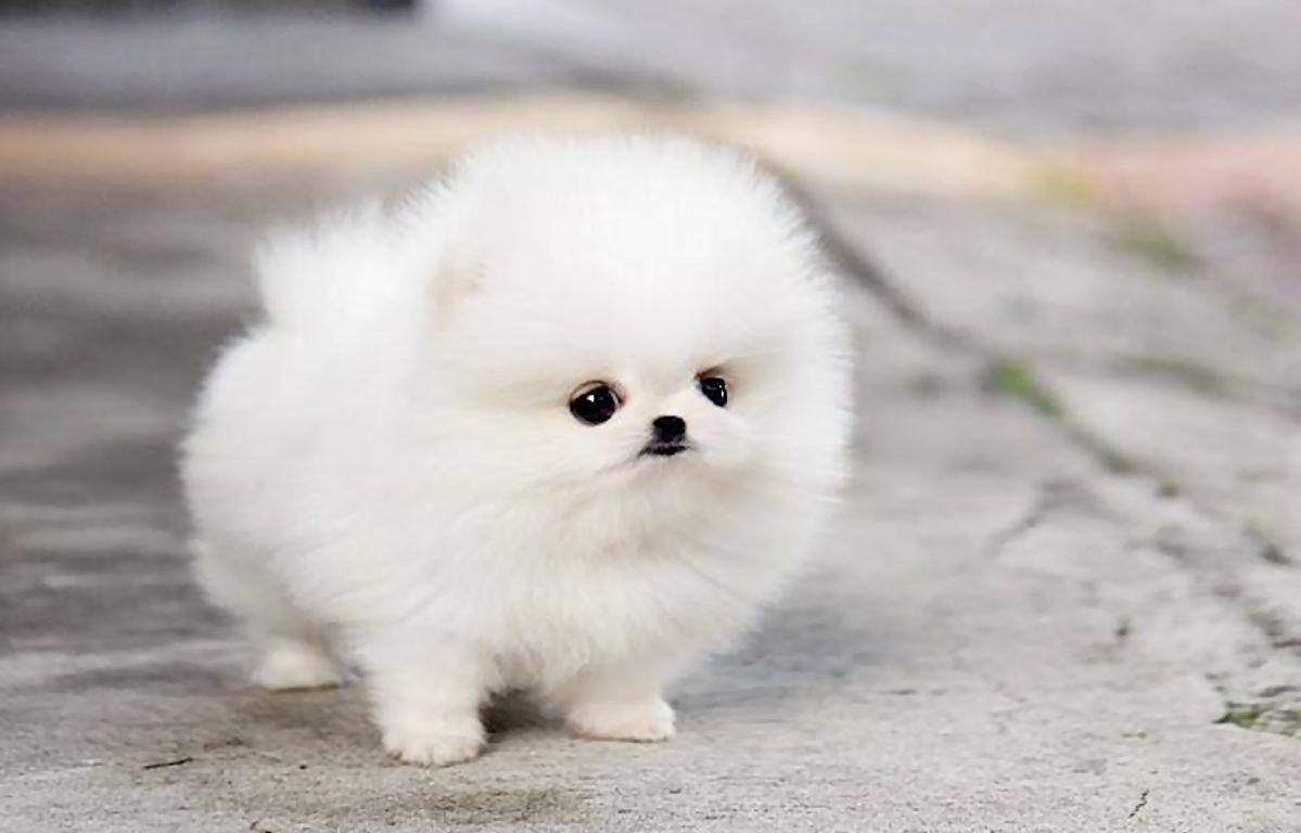 Cute Pomeranian Wallpapers