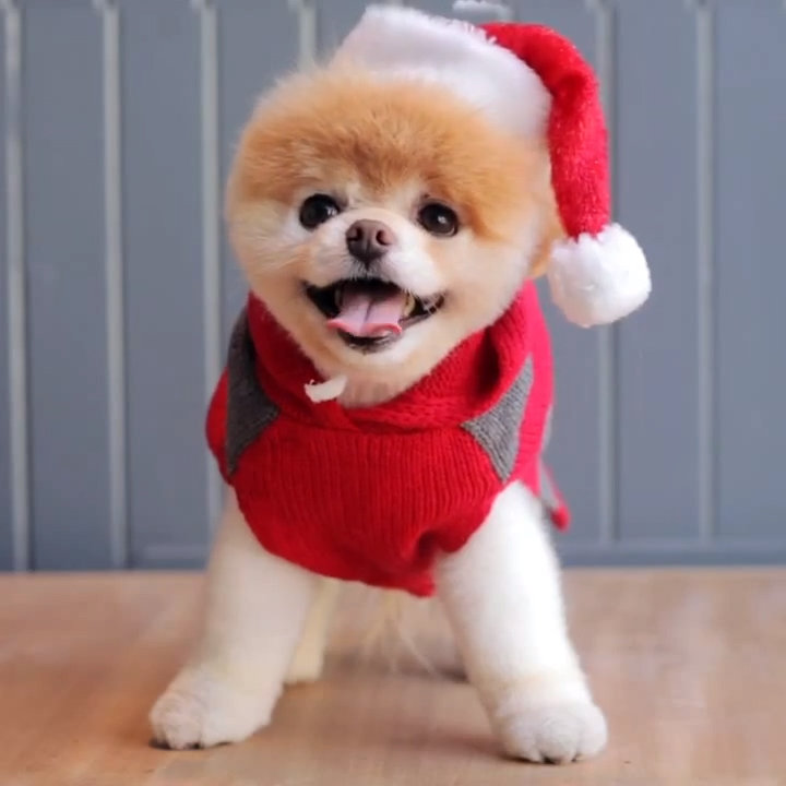 Cute Pomeranian Wallpapers