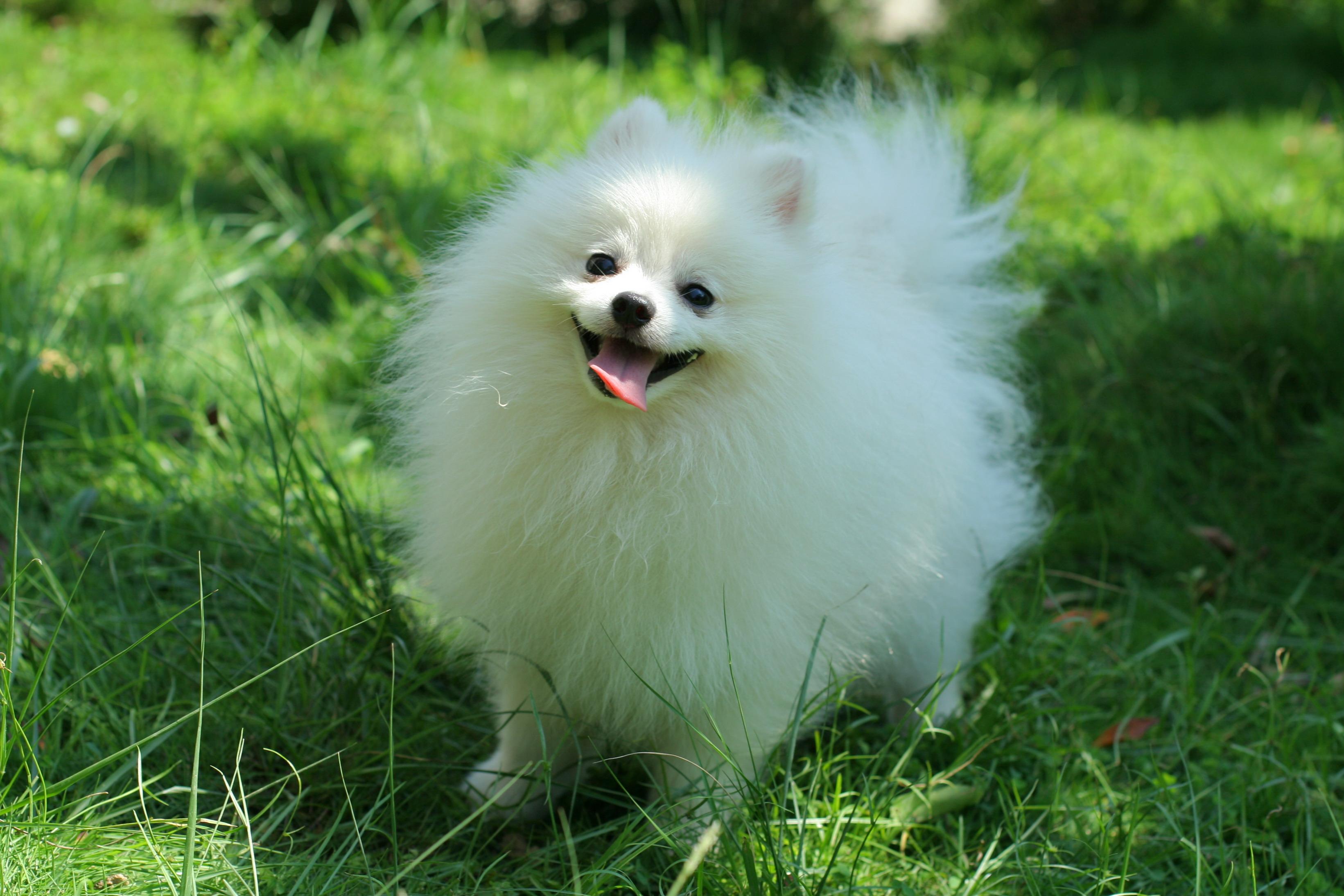 Cute Pomeranian Wallpapers