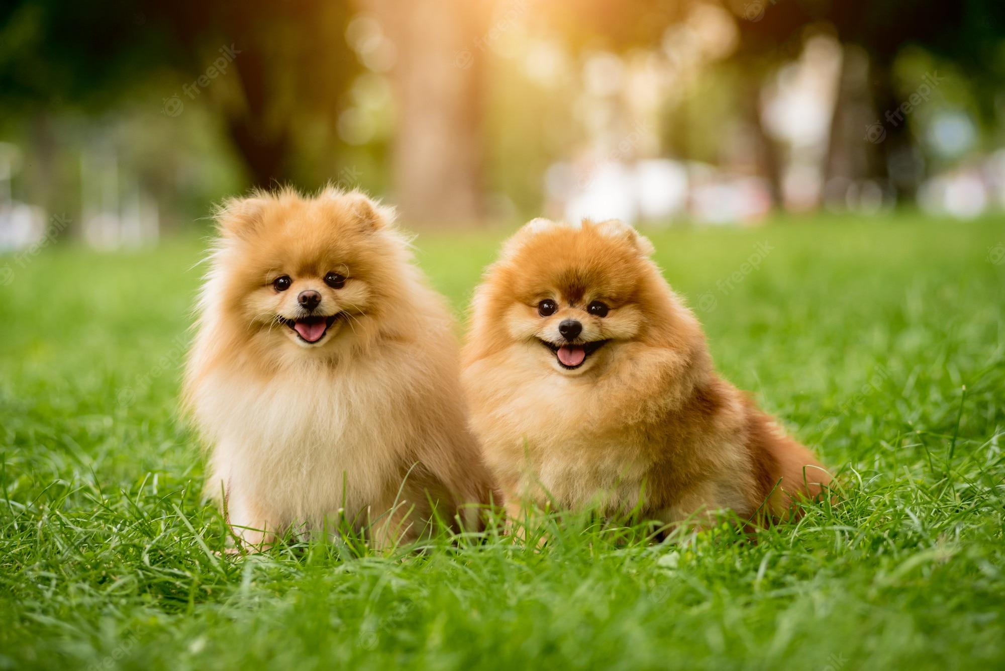 Cute Pomeranian Wallpapers