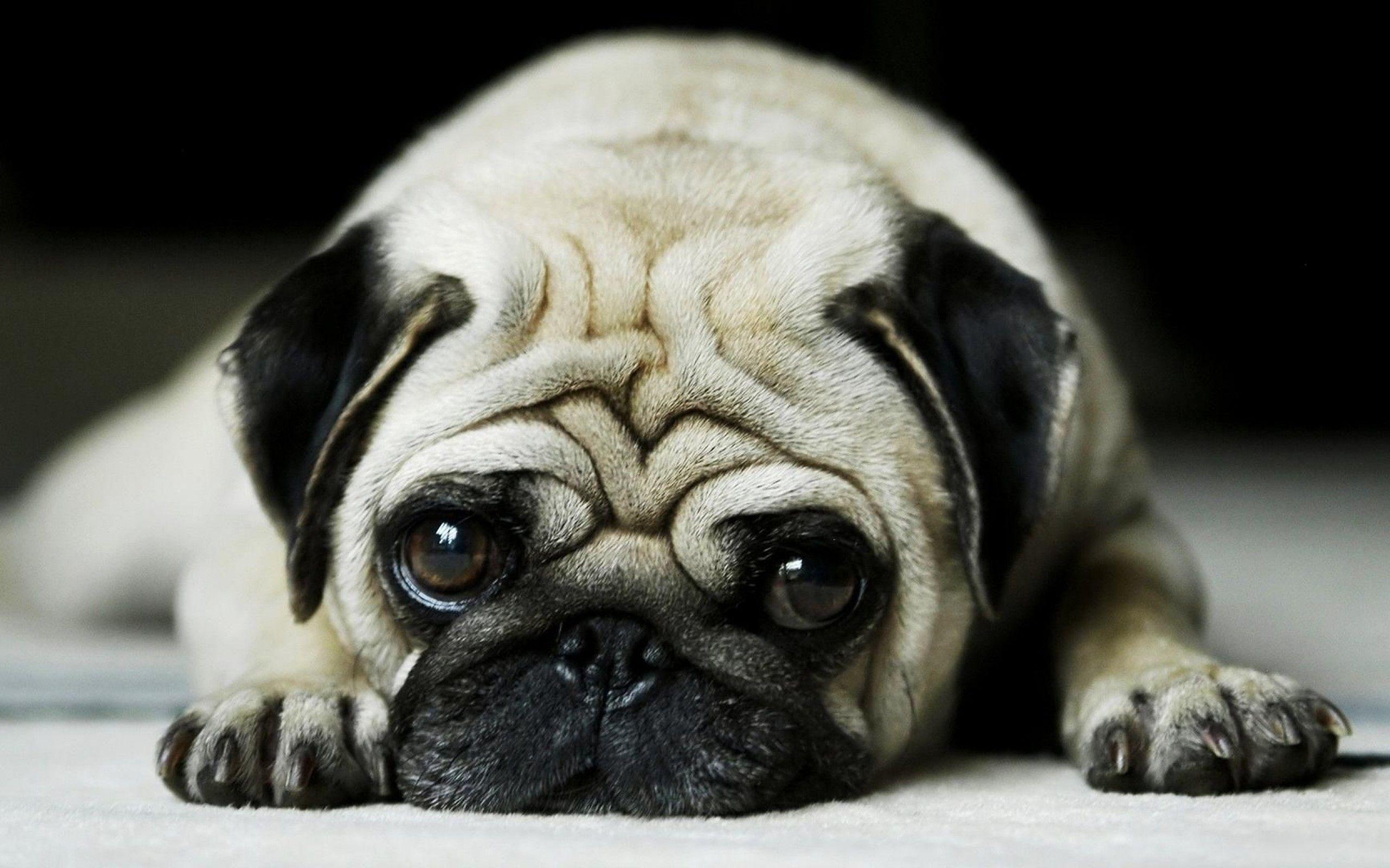 Cute Pug Dog Wallpapers