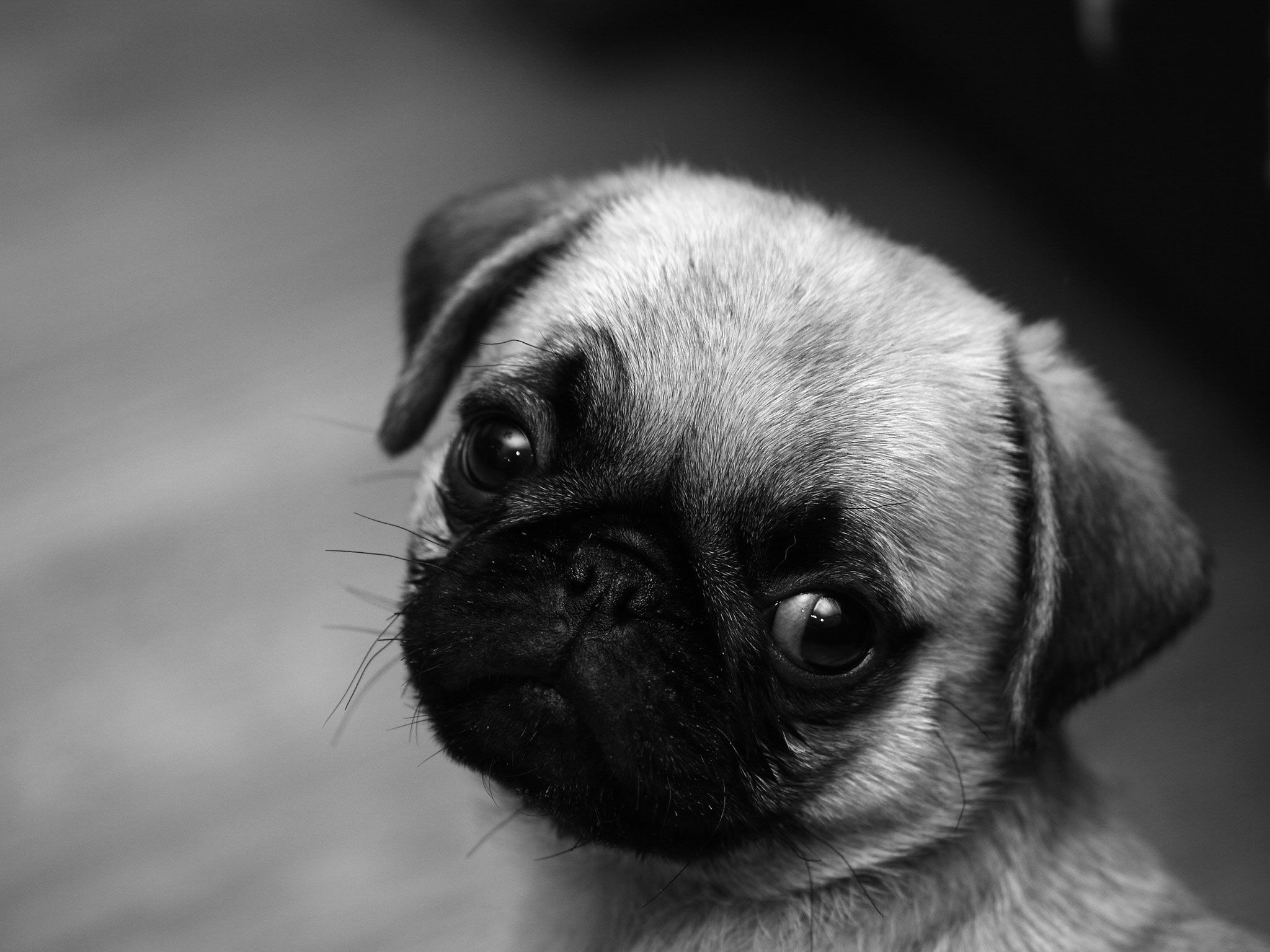 Cute Pug Dog Wallpapers