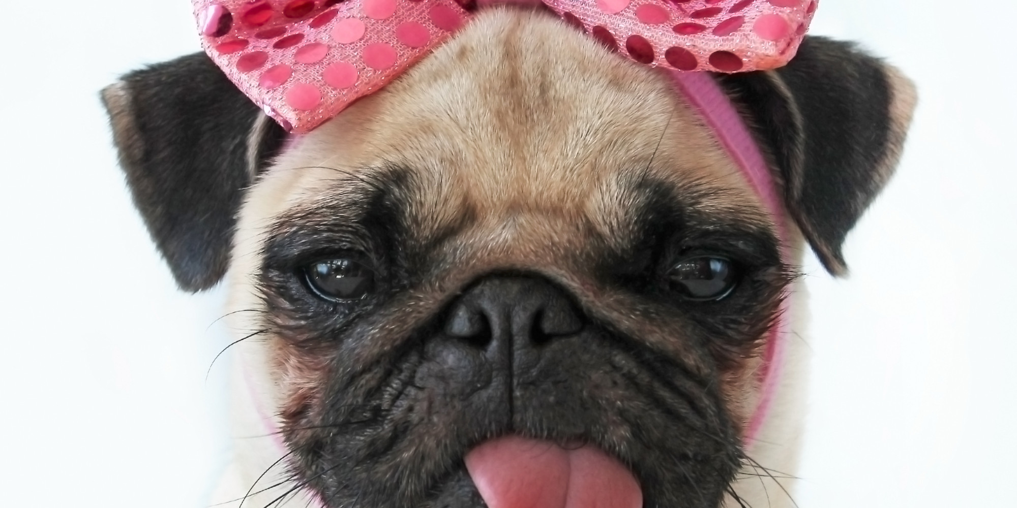 Cute Pug Dog Wallpapers