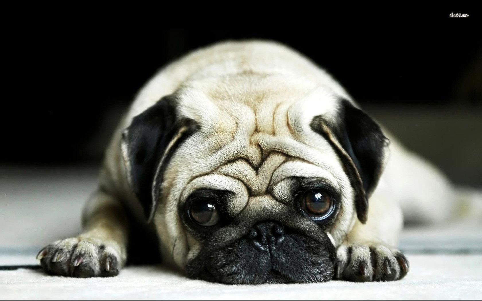 Cute Pug Dog Wallpapers