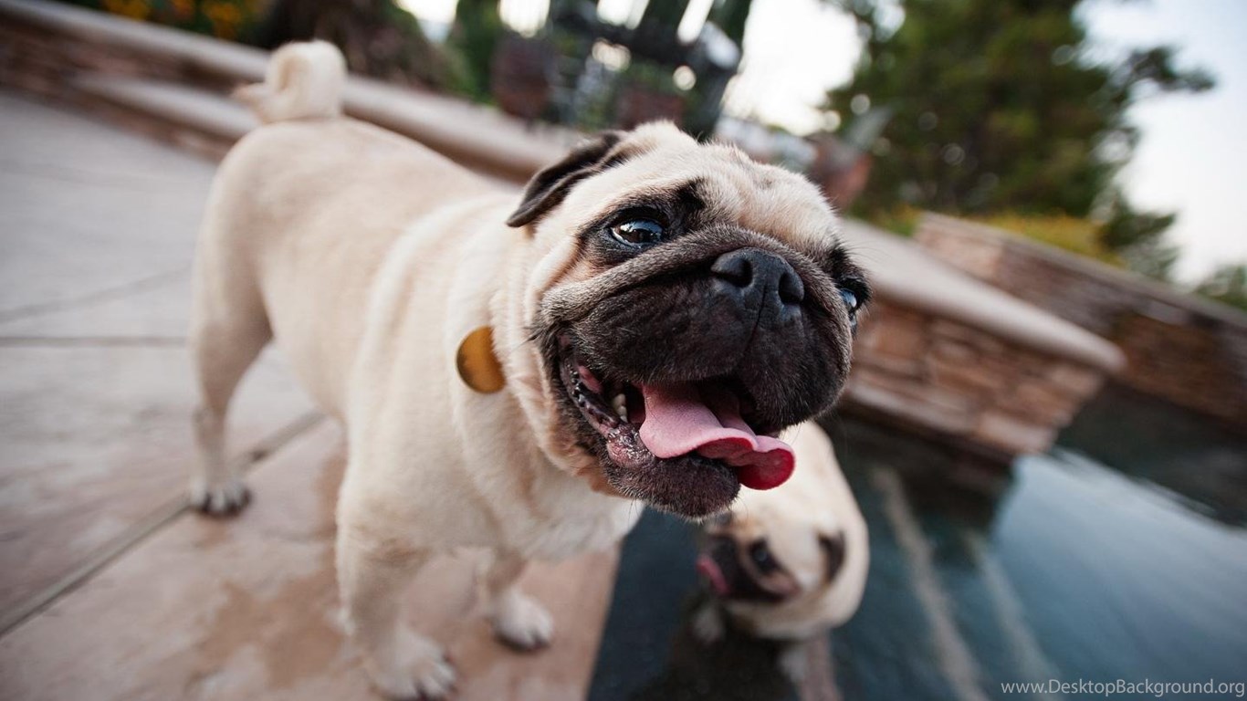 Cute Pug Dog Wallpapers