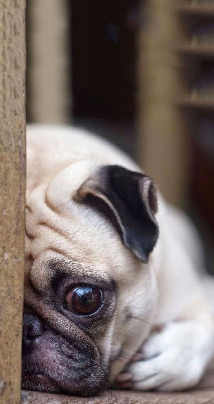 Cute Pug Dog Wallpapers