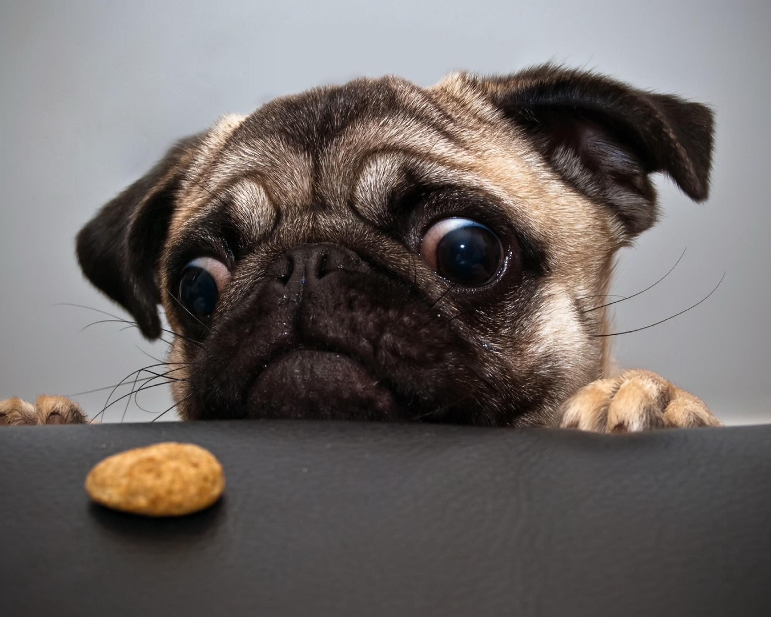 Cute Pug Wallpapers