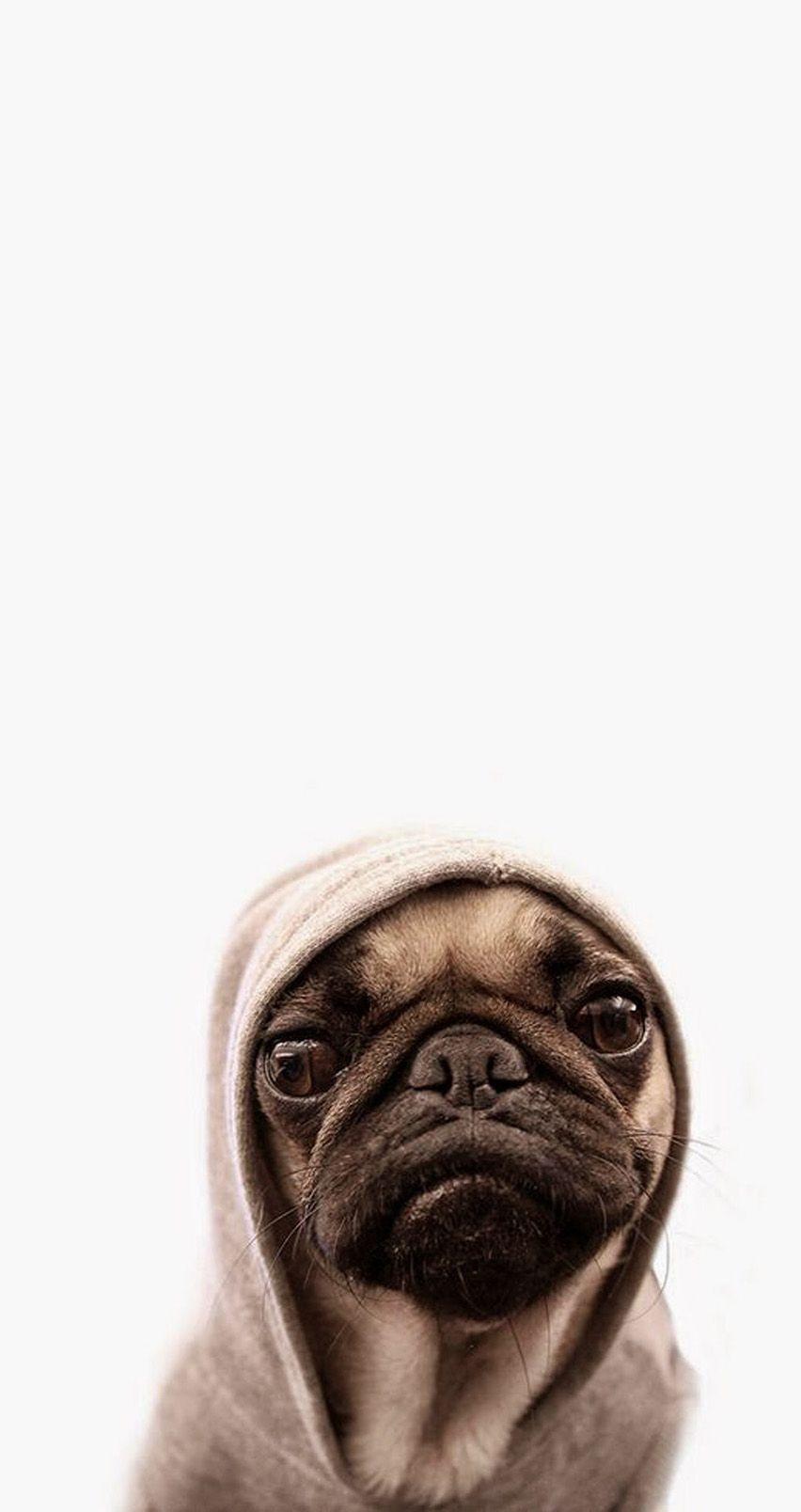 Cute Pug Wallpapers