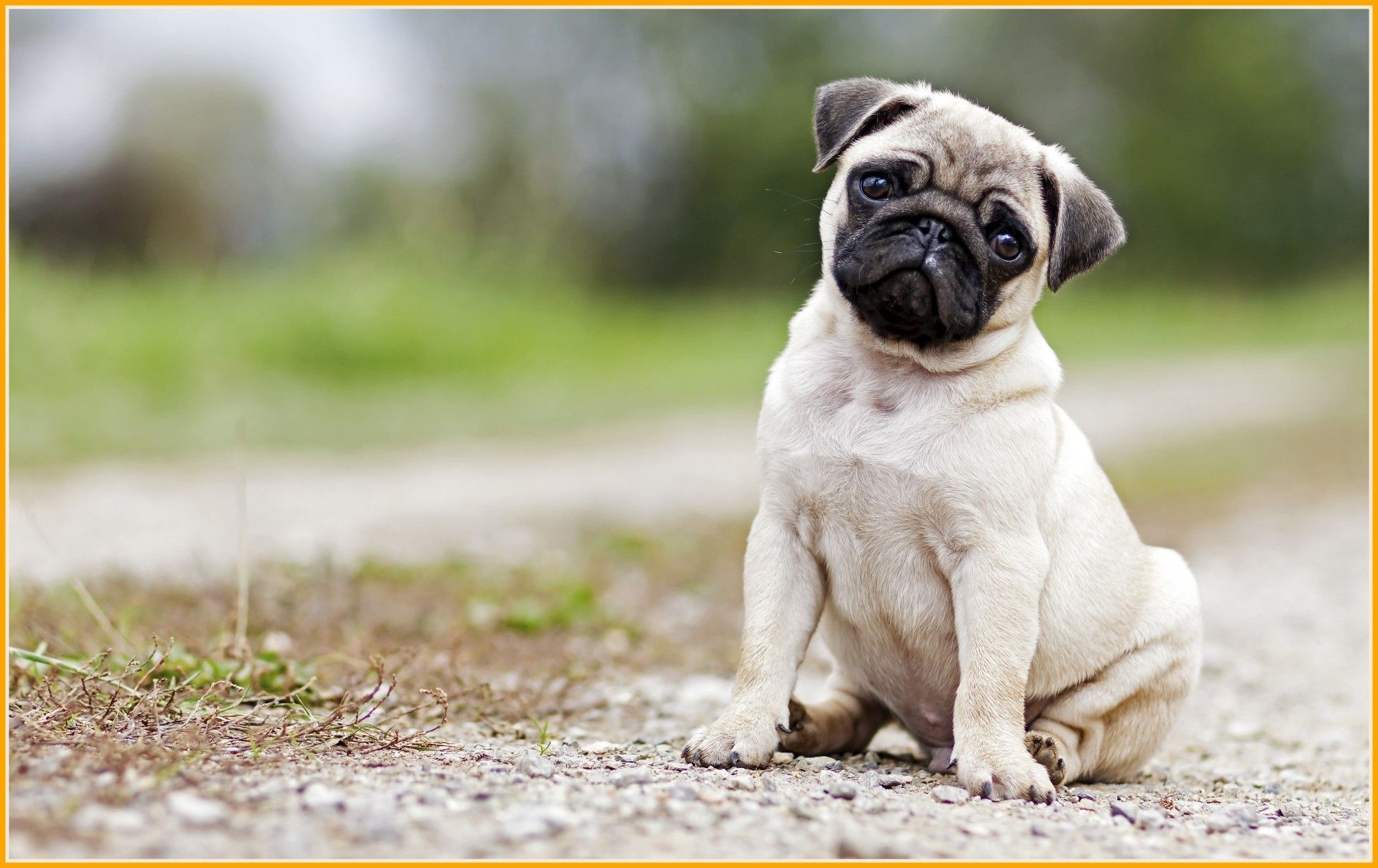 Cute Pug Wallpapers Wallpapers