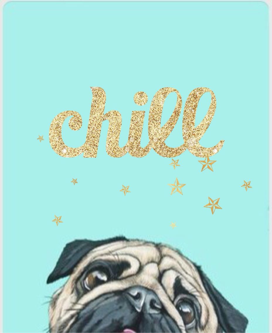 Cute Pug Wallpapers Wallpapers