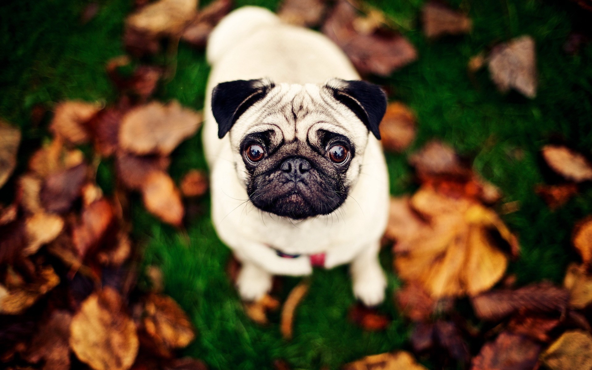 Cute Pug Wallpapers Wallpapers