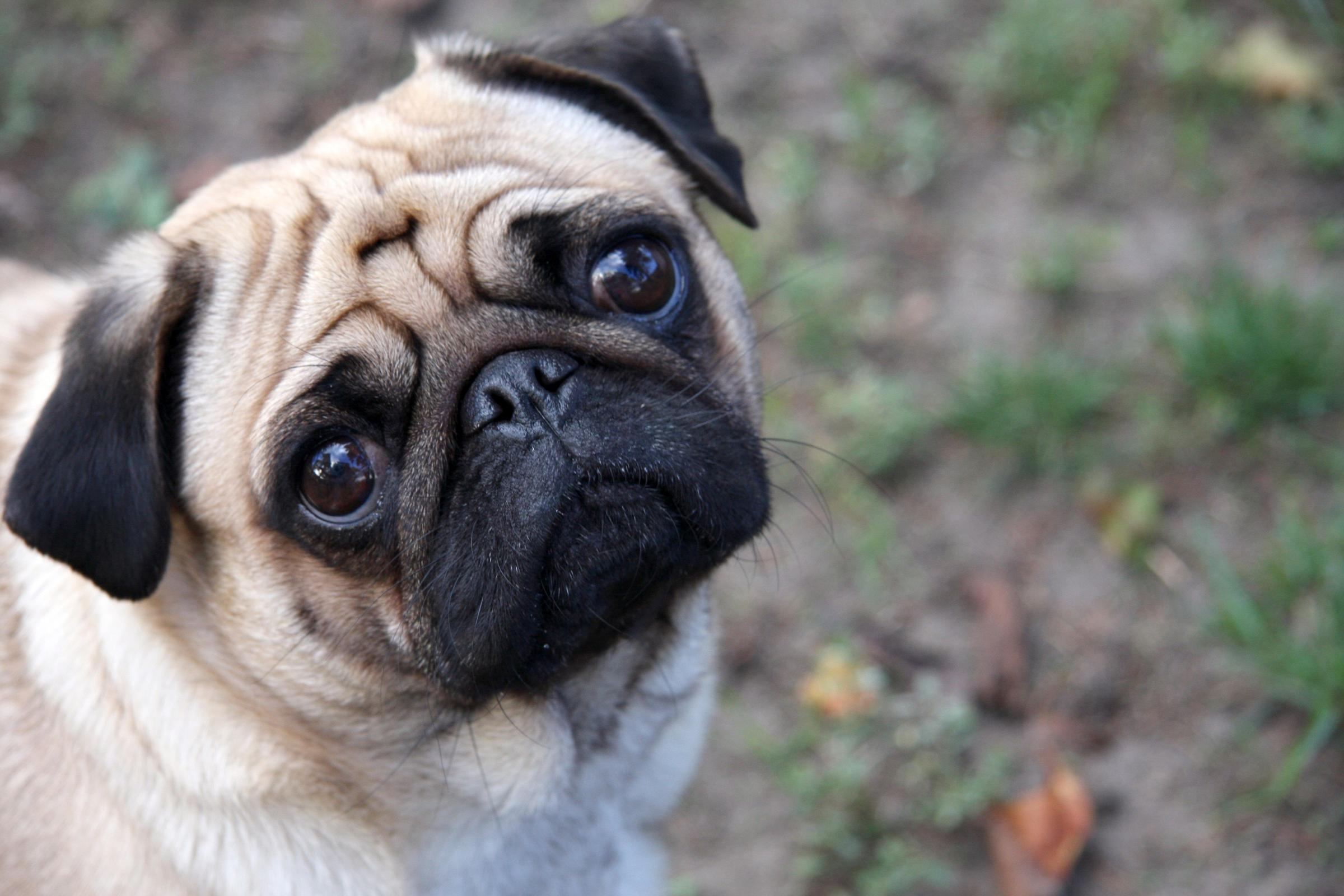 Cute Pug Wallpapers Wallpapers