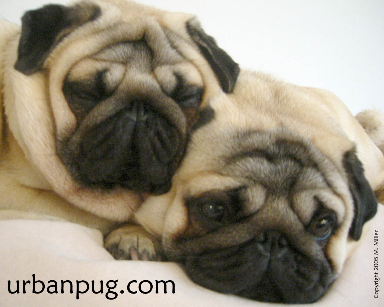 Cute Pug Wallpapers Wallpapers