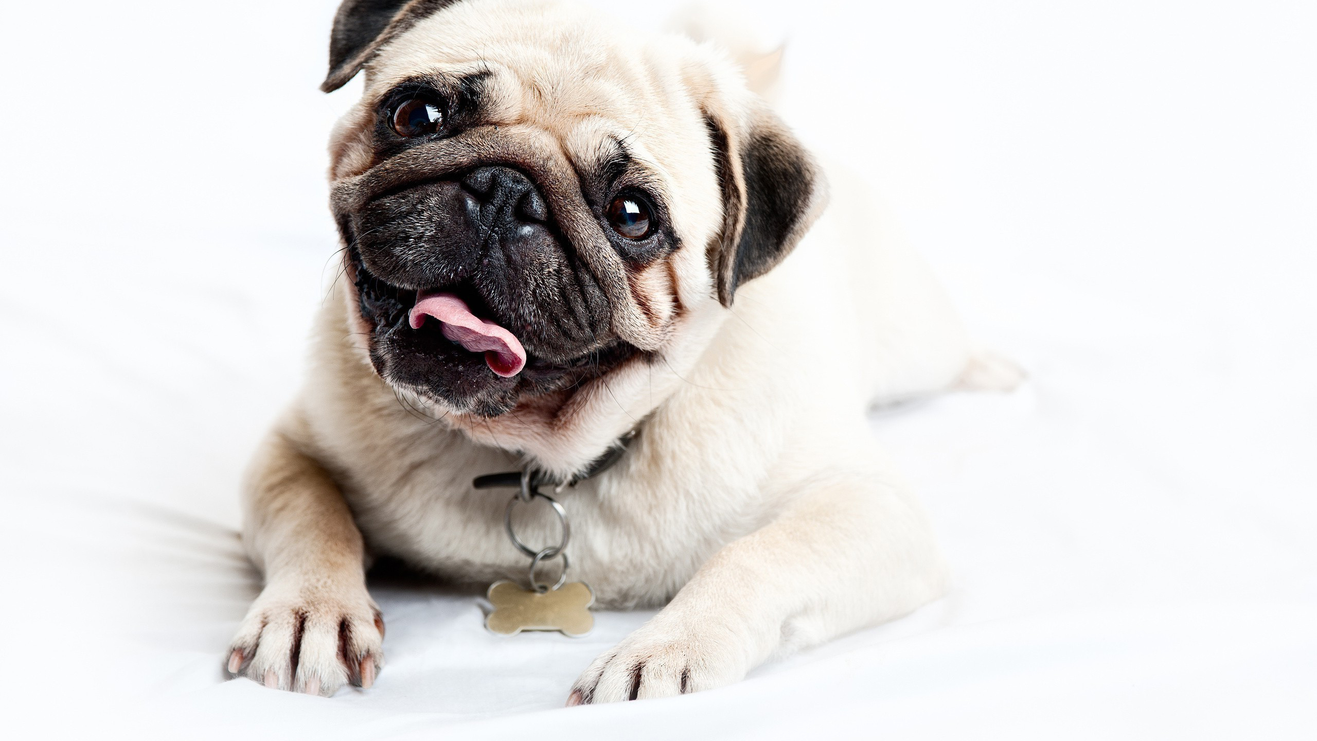 Cute Pug Wallpapers Wallpapers