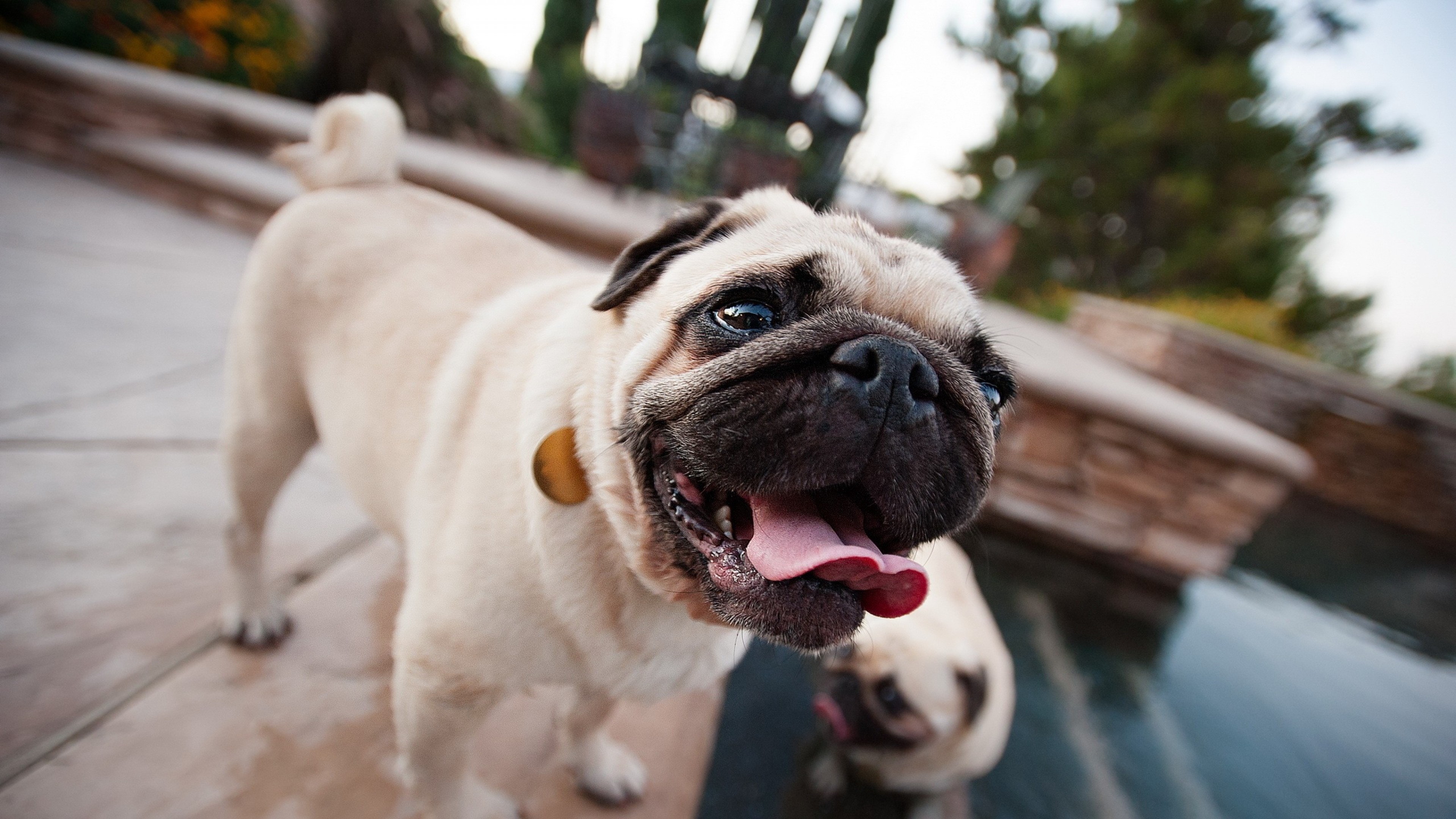 Cute Pug Wallpapers Wallpapers