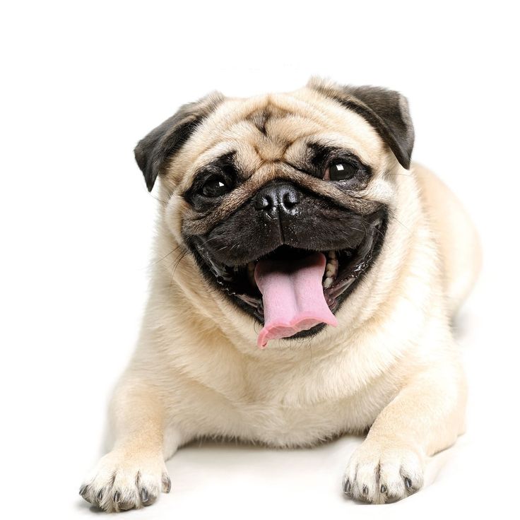 Cute Pug Wallpapers Wallpapers