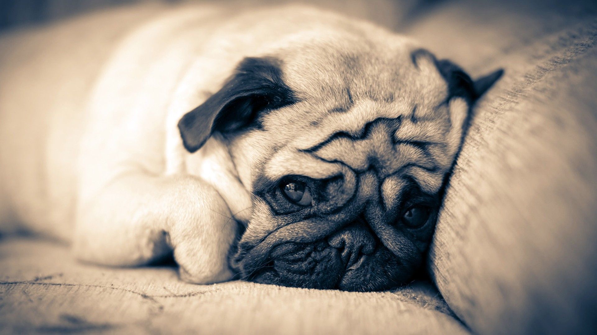 Cute Pug Wallpapers Wallpapers