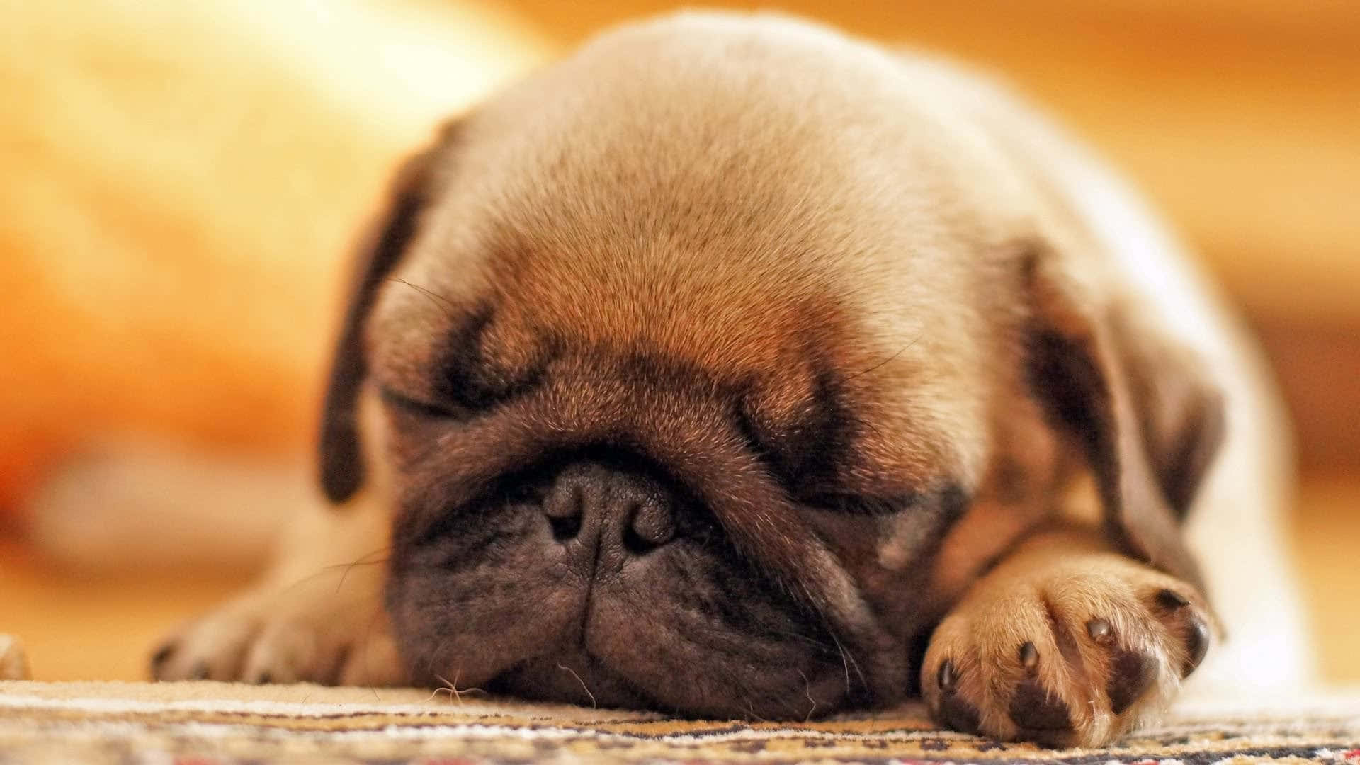 Cute Pug Wallpapers Wallpapers